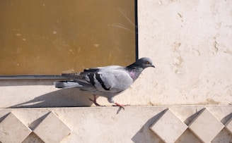 A pigeon standing on a ledge next to a window