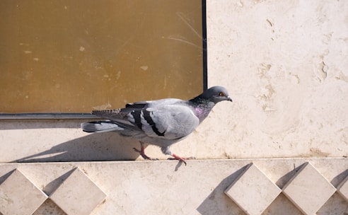 A pigeon standing on a ledge next to a window