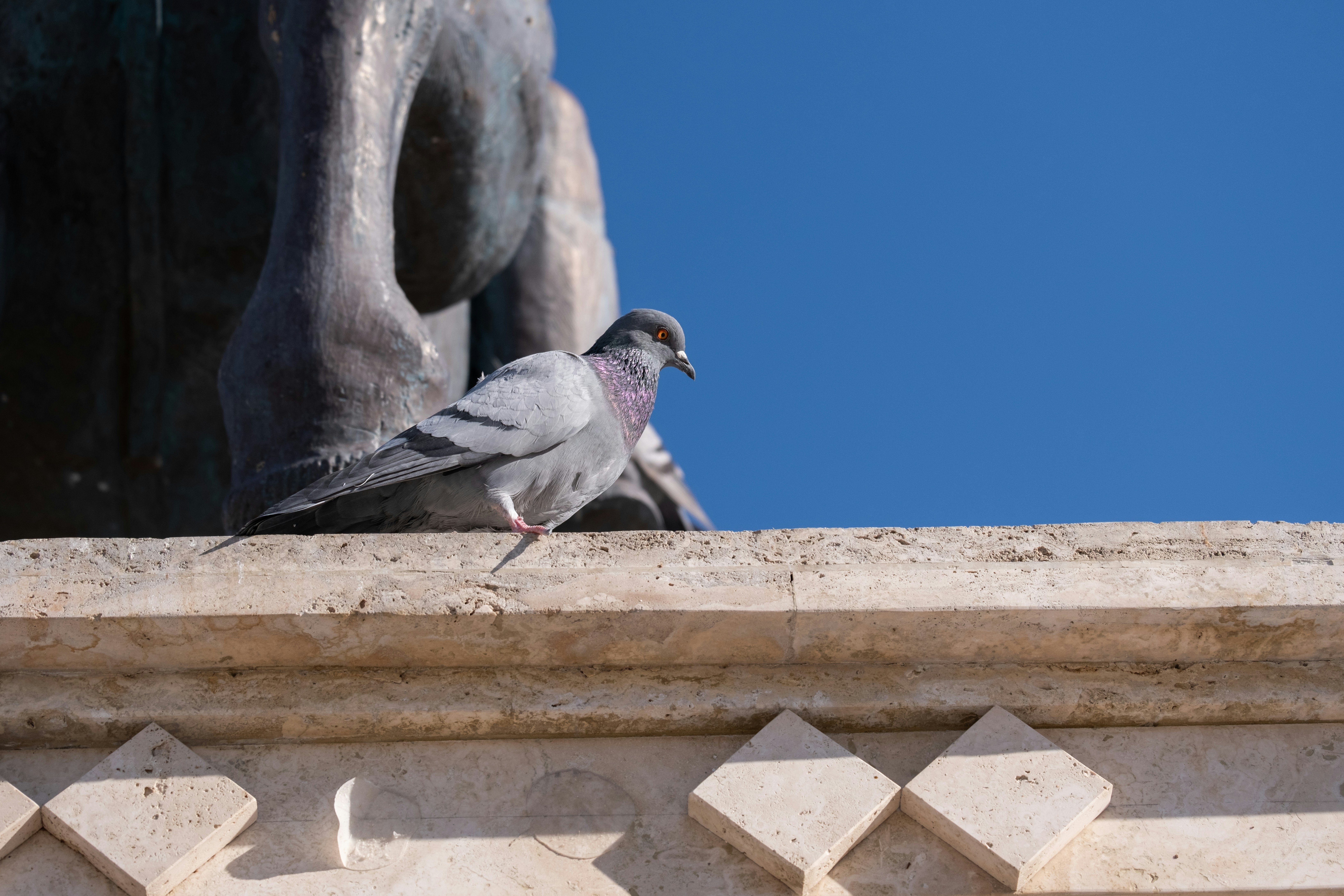 A pigeon sitting on the ledge of a building