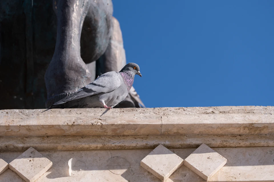 The image depicts a pigeon perched on a stone wall, facing towards the right side of the frame. The pigeon is gray and white in color, with its wings slightly spread out. In the background, there is a statue of a horse mounted on a pedestal, which adds an artistic element to the scene.