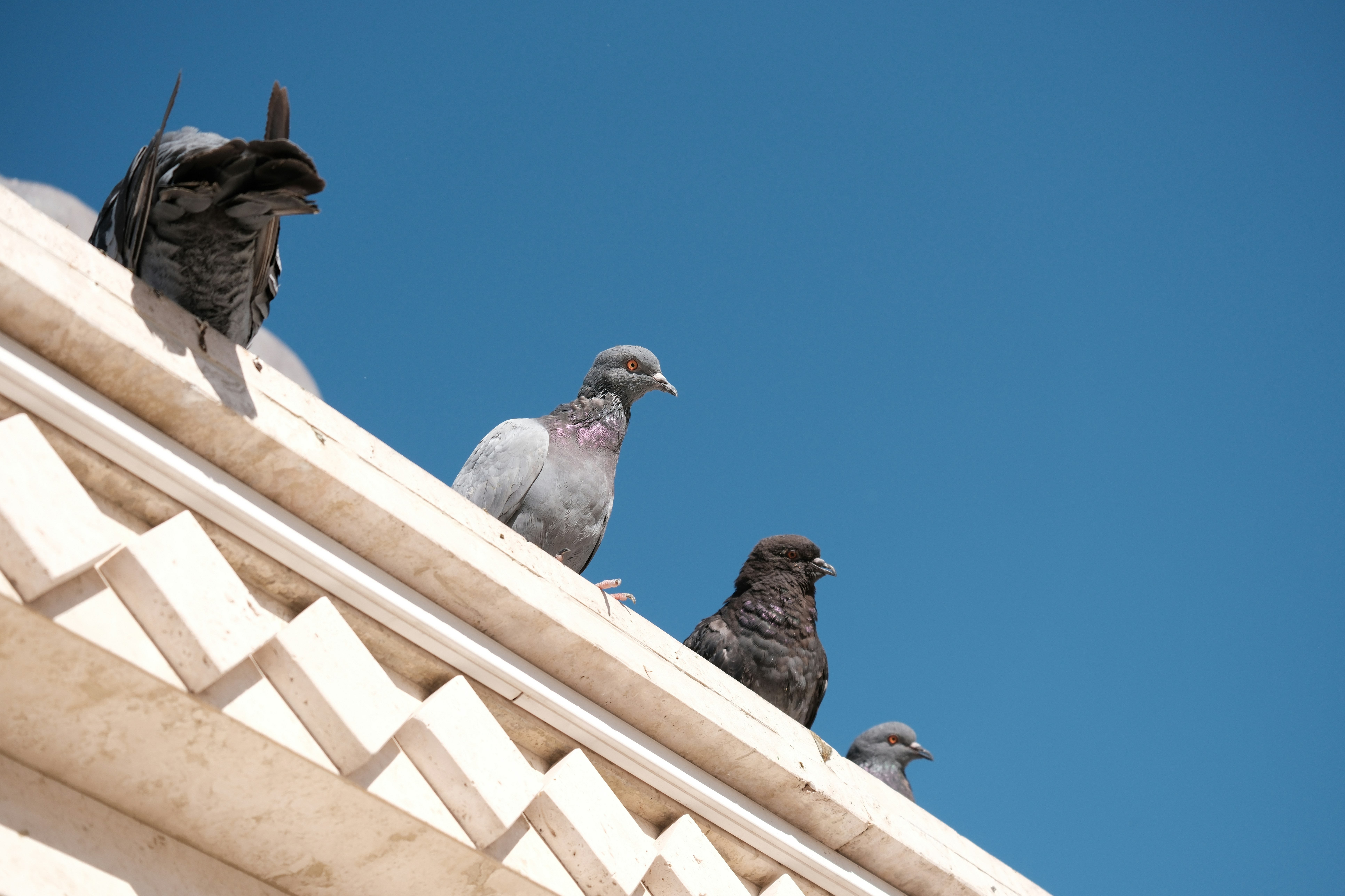 A group of pigeons sitting on top of a building