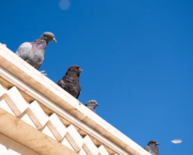 A group of pigeons sitting on top of a building