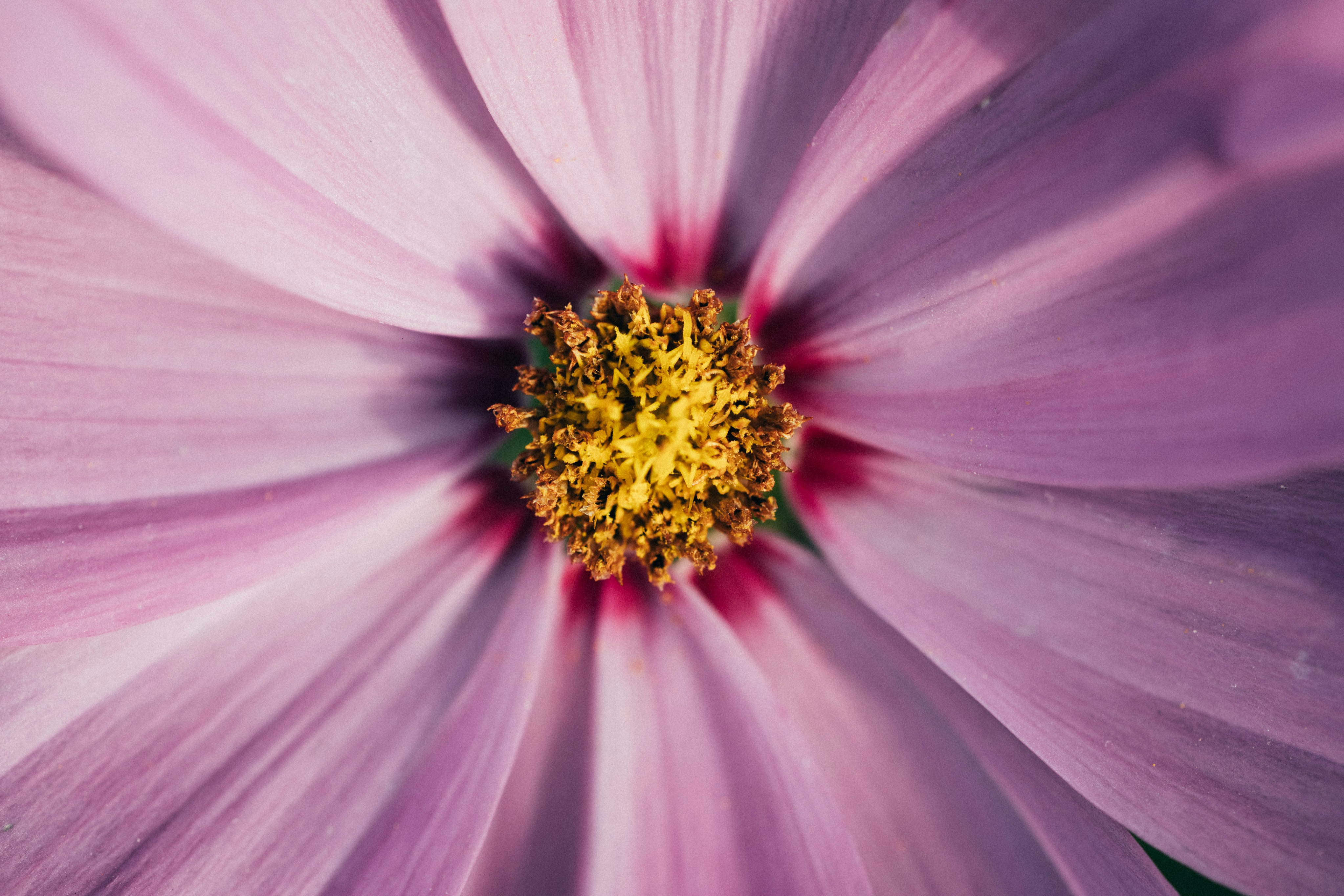 Photo by tsuyoshikozu