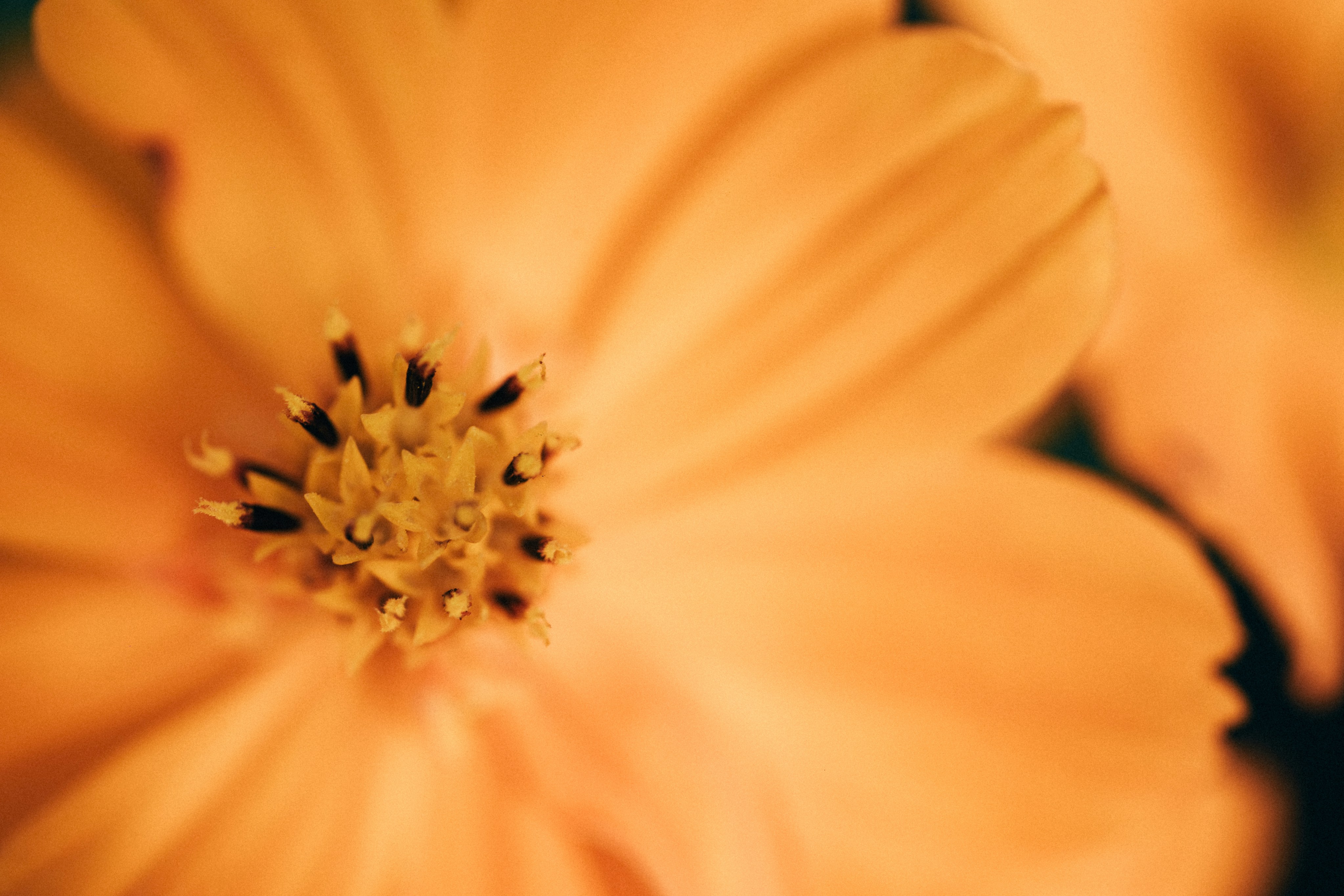 Photo by tsuyoshikozu