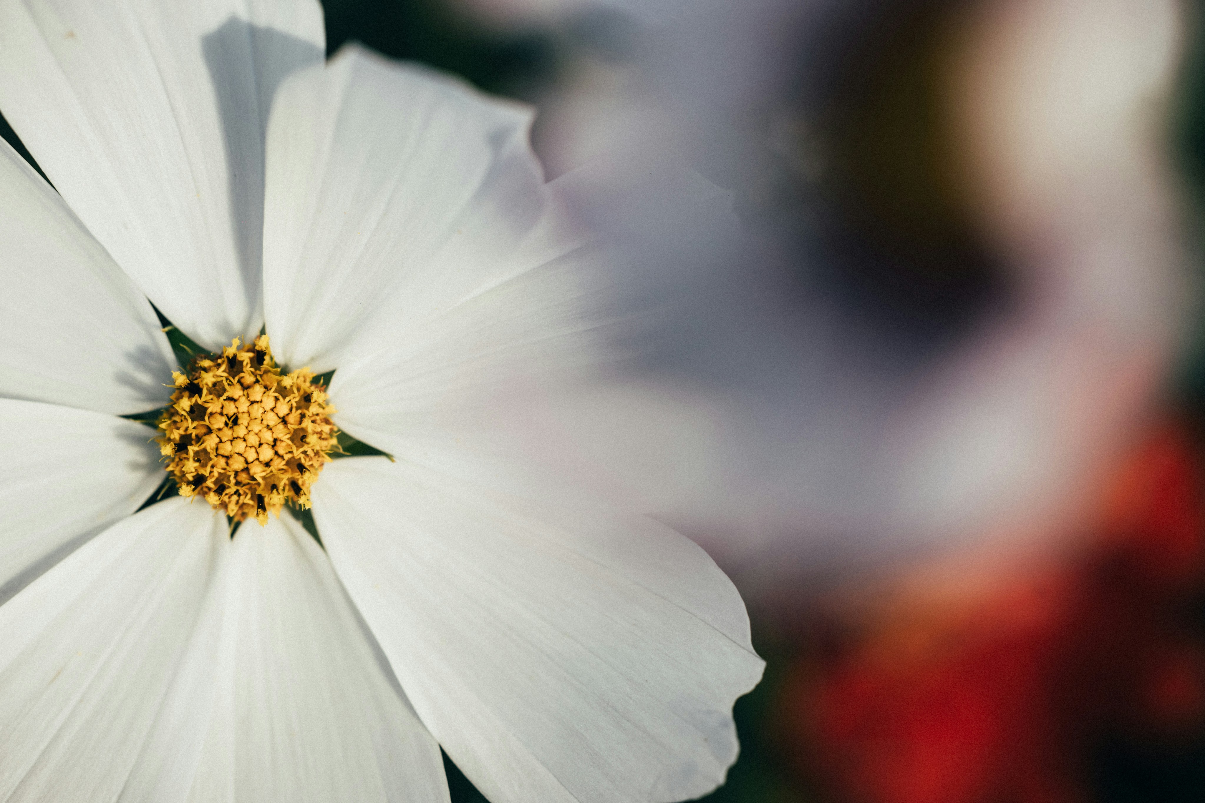 Photo by tsuyoshikozu