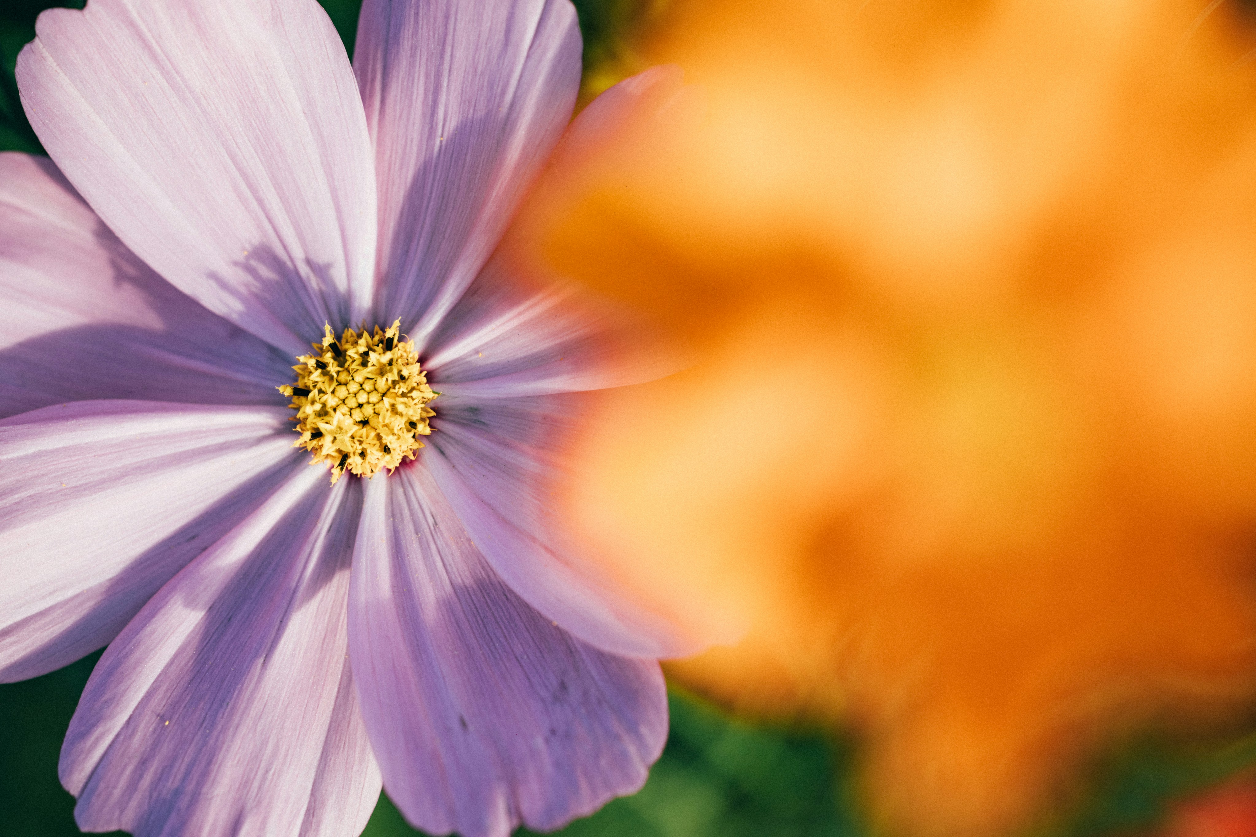 Photo by tsuyoshikozu