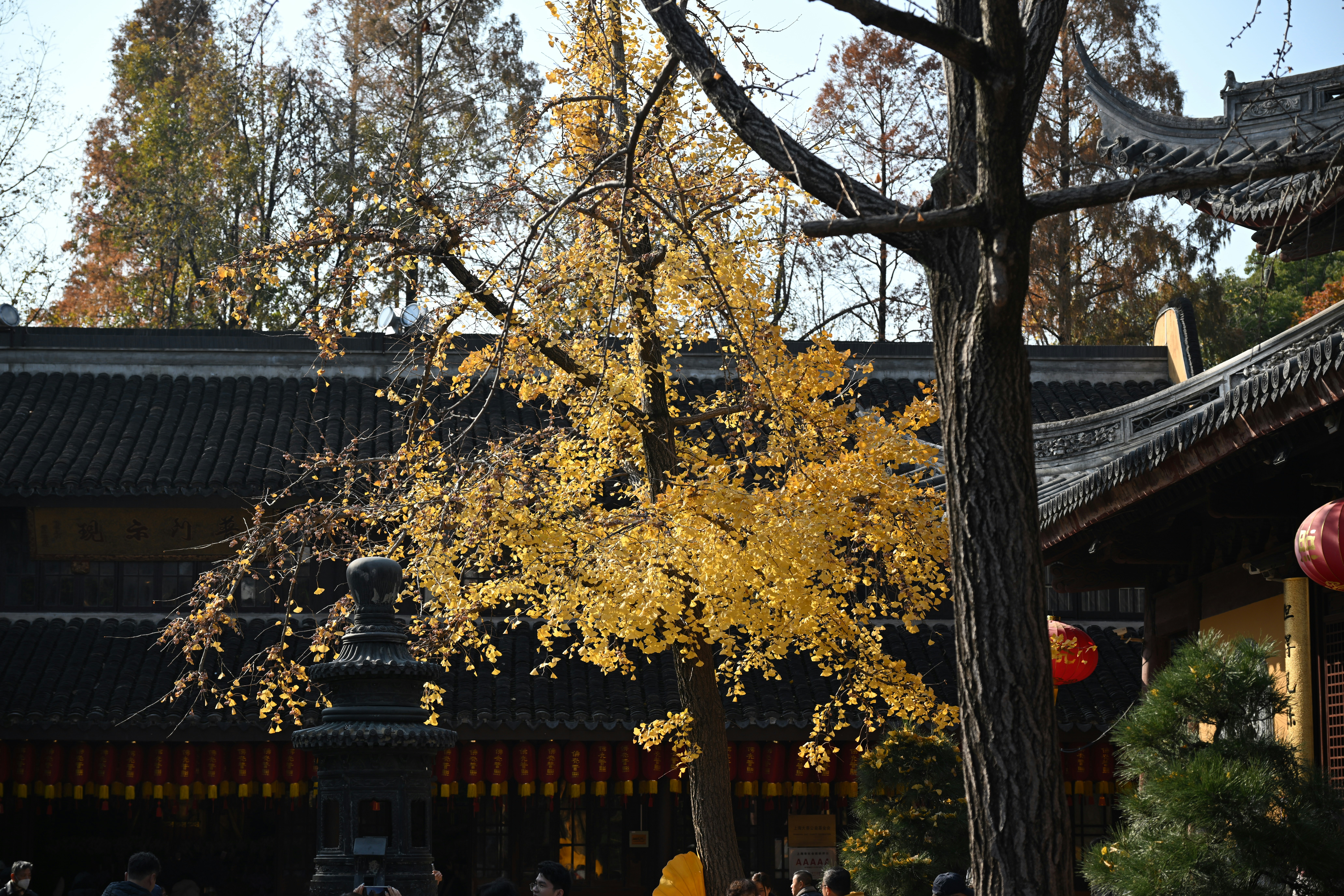 단양 구인사 단풍 관련 이미지1