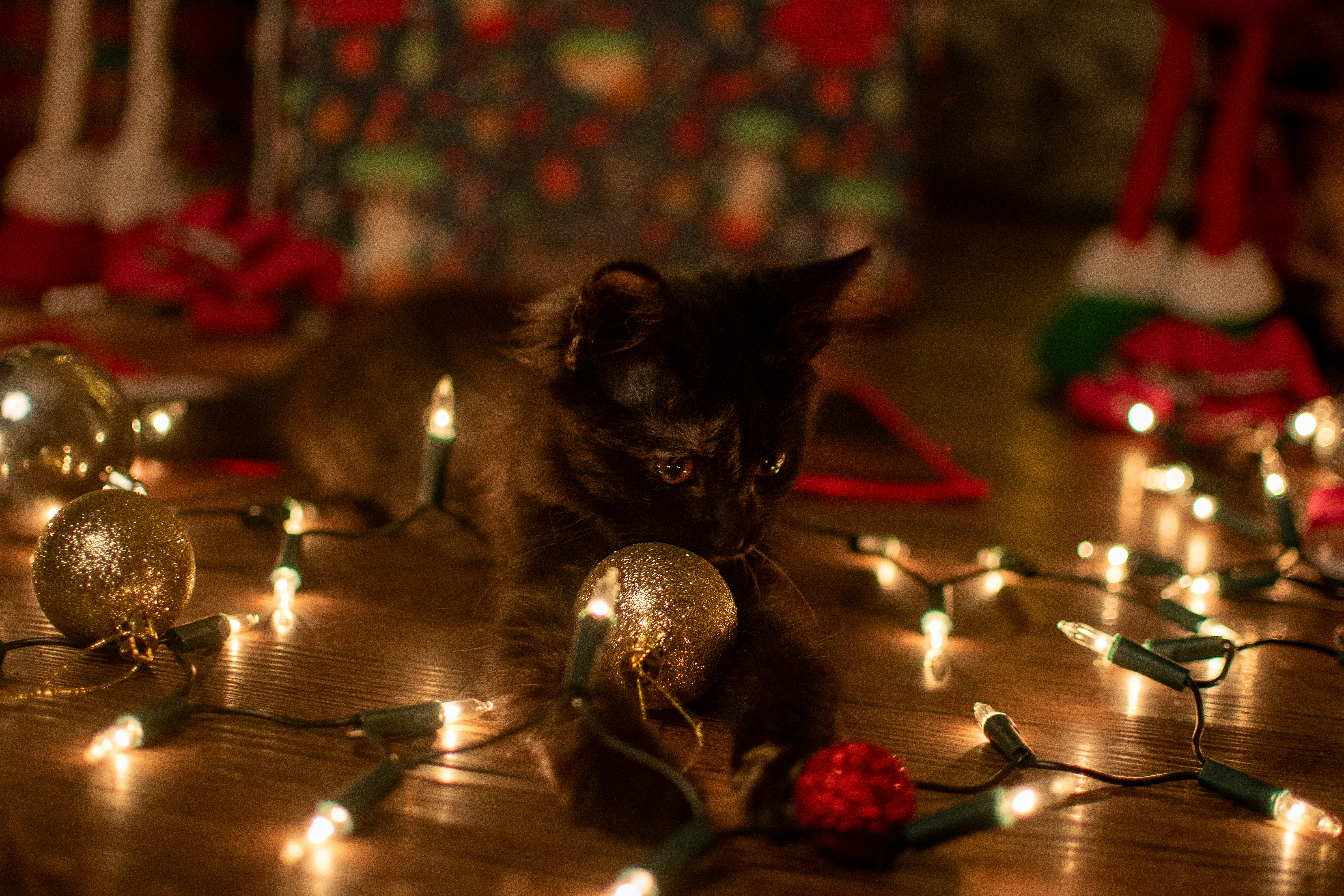 Photo by matiaseduardo