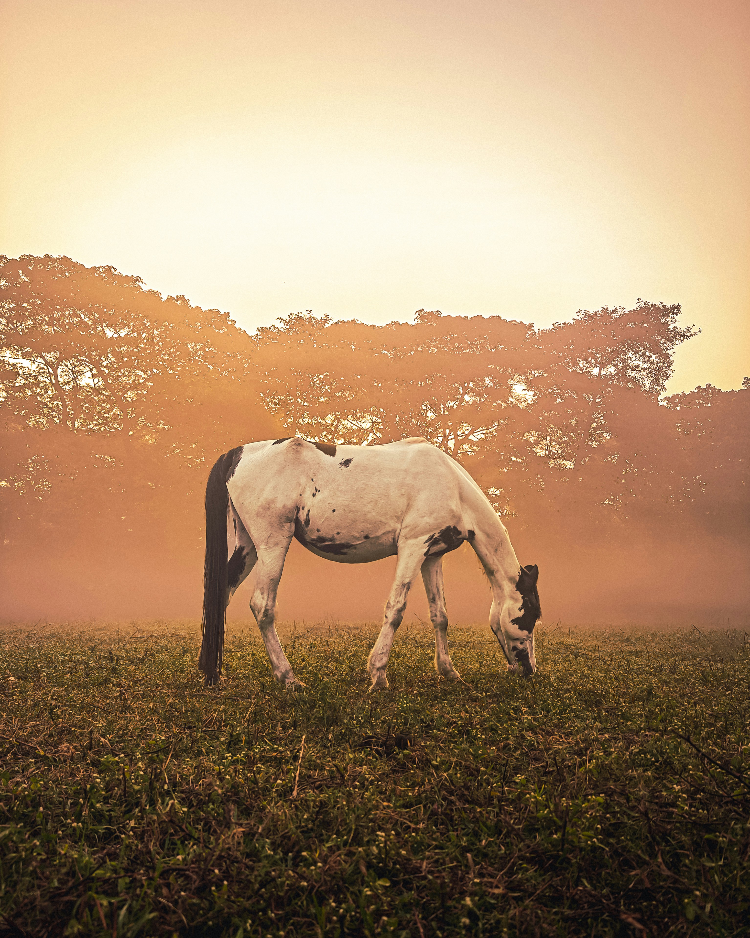 English estate stable yard at dawn, amber morning light on dark timber, misty atmospheric shadows, old stone walls, equestrian heritage