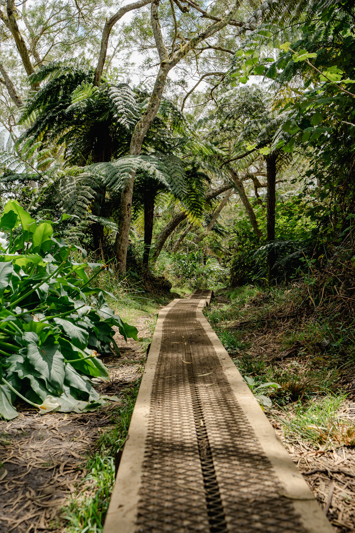 A raised walkway through tree ferns and tall trees in the Bélouve forest, Salazie
