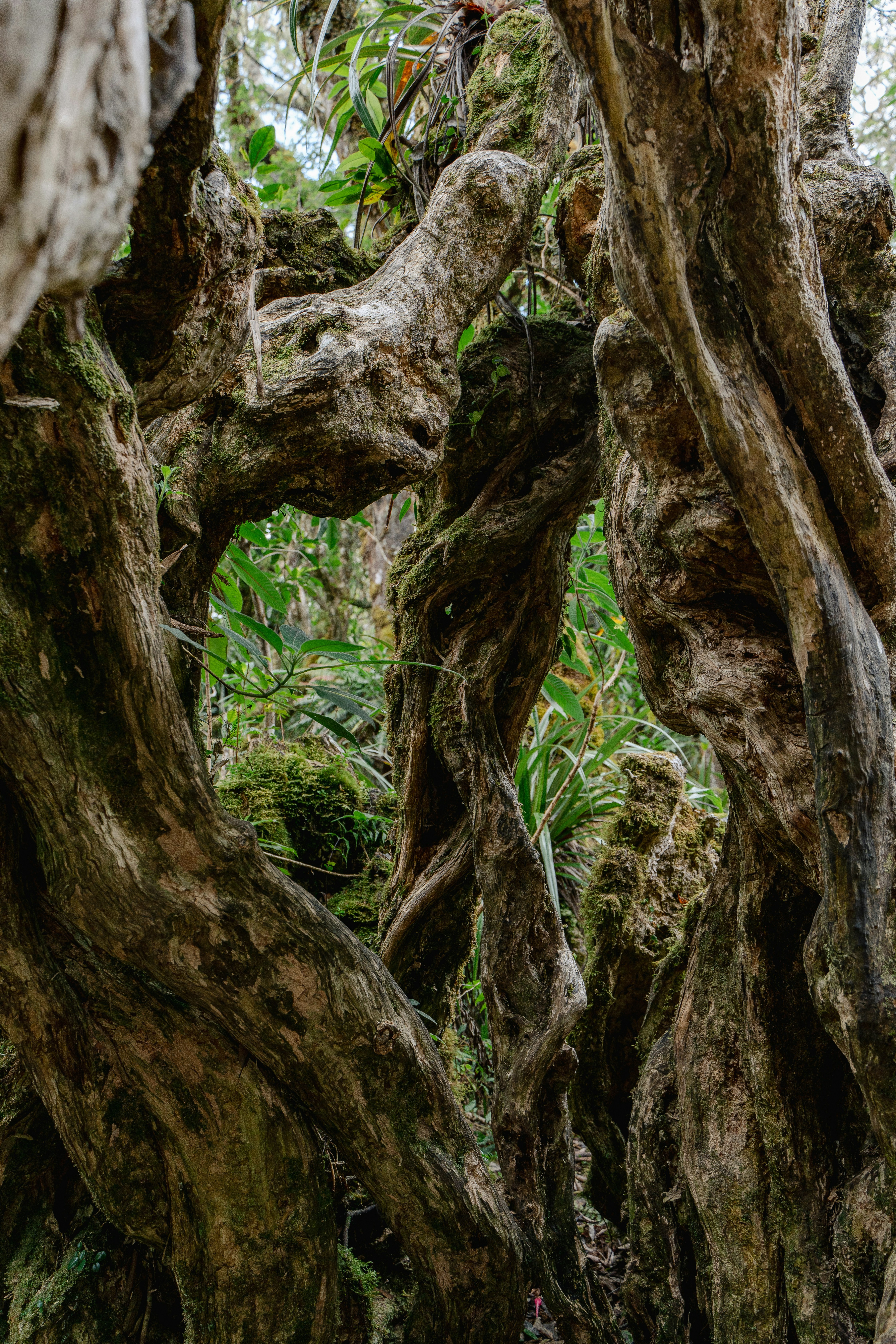 A man riding a mountain bike through a forest