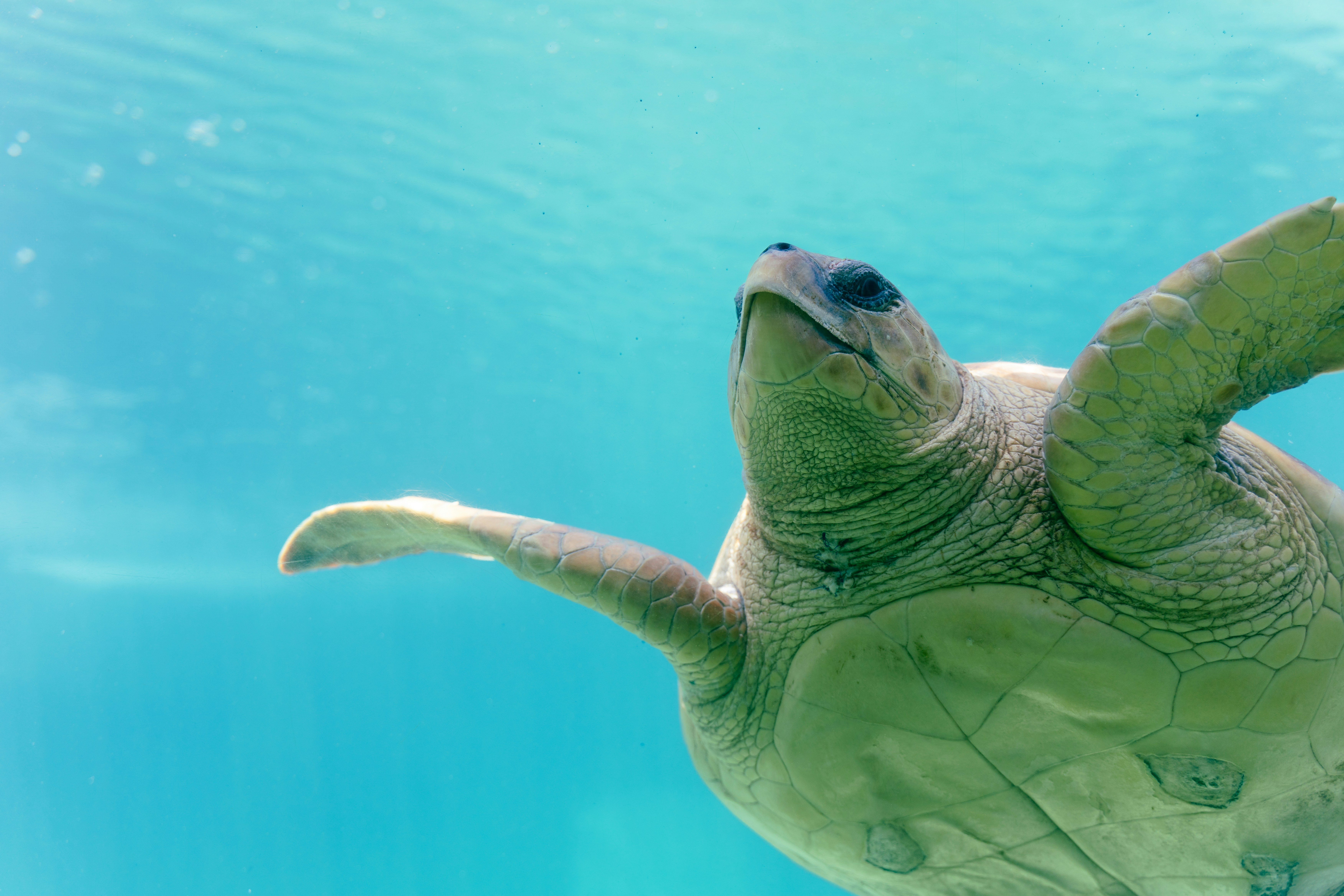 A green turtle swimming in the water photo – Free Animal Image on Unsplash, image size:3000x2000