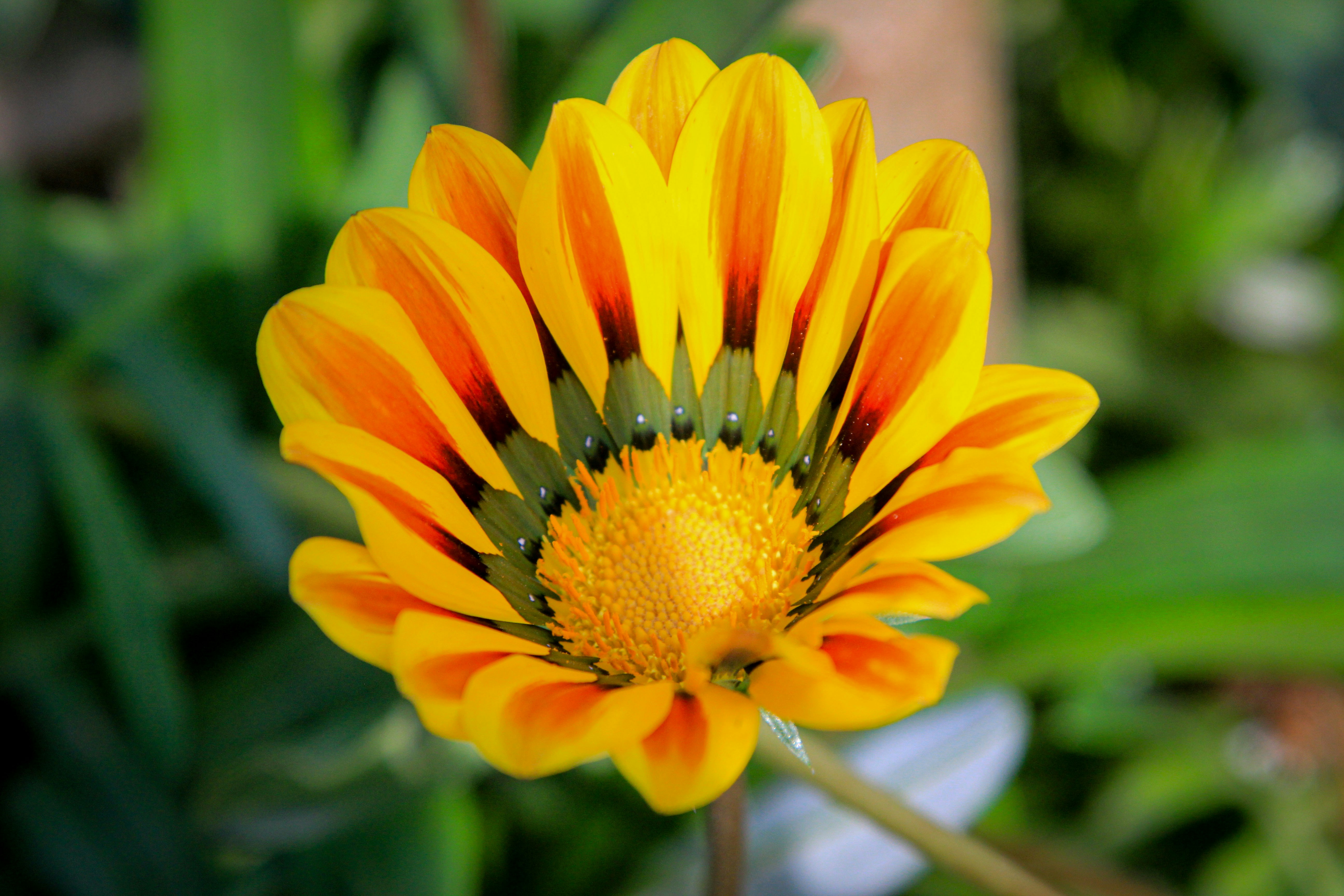 Photo by varunnmehra