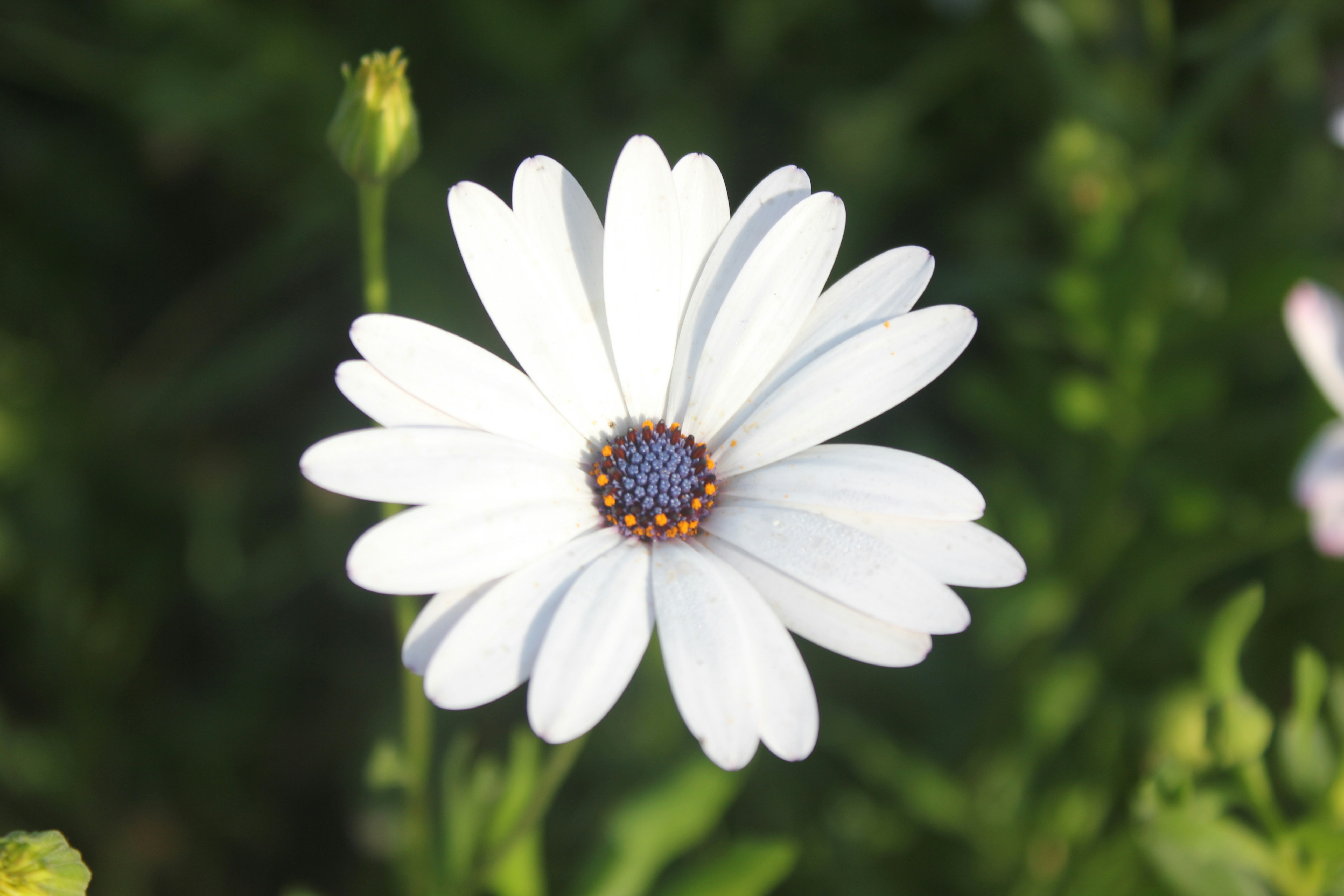 Photo by varunnmehra