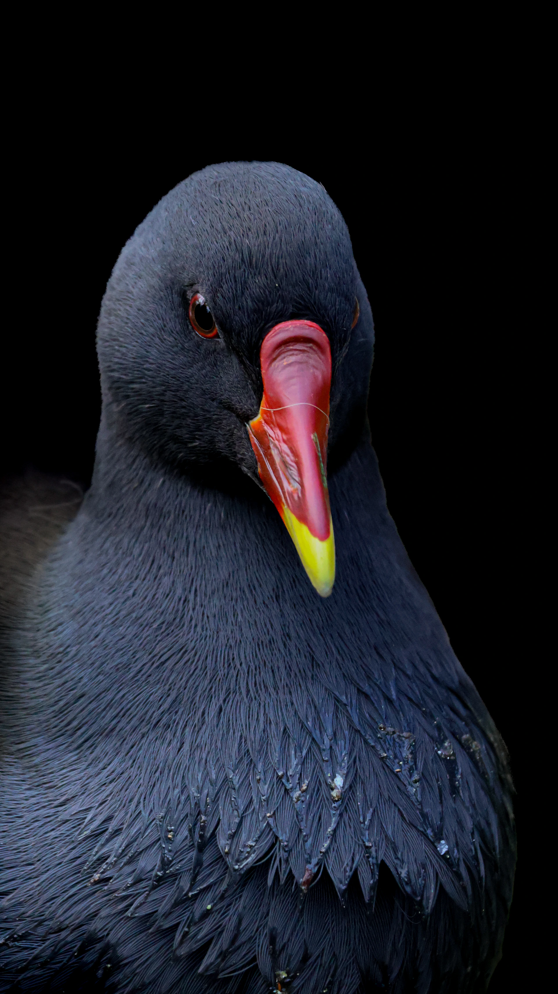 A close up of a bird with a black background