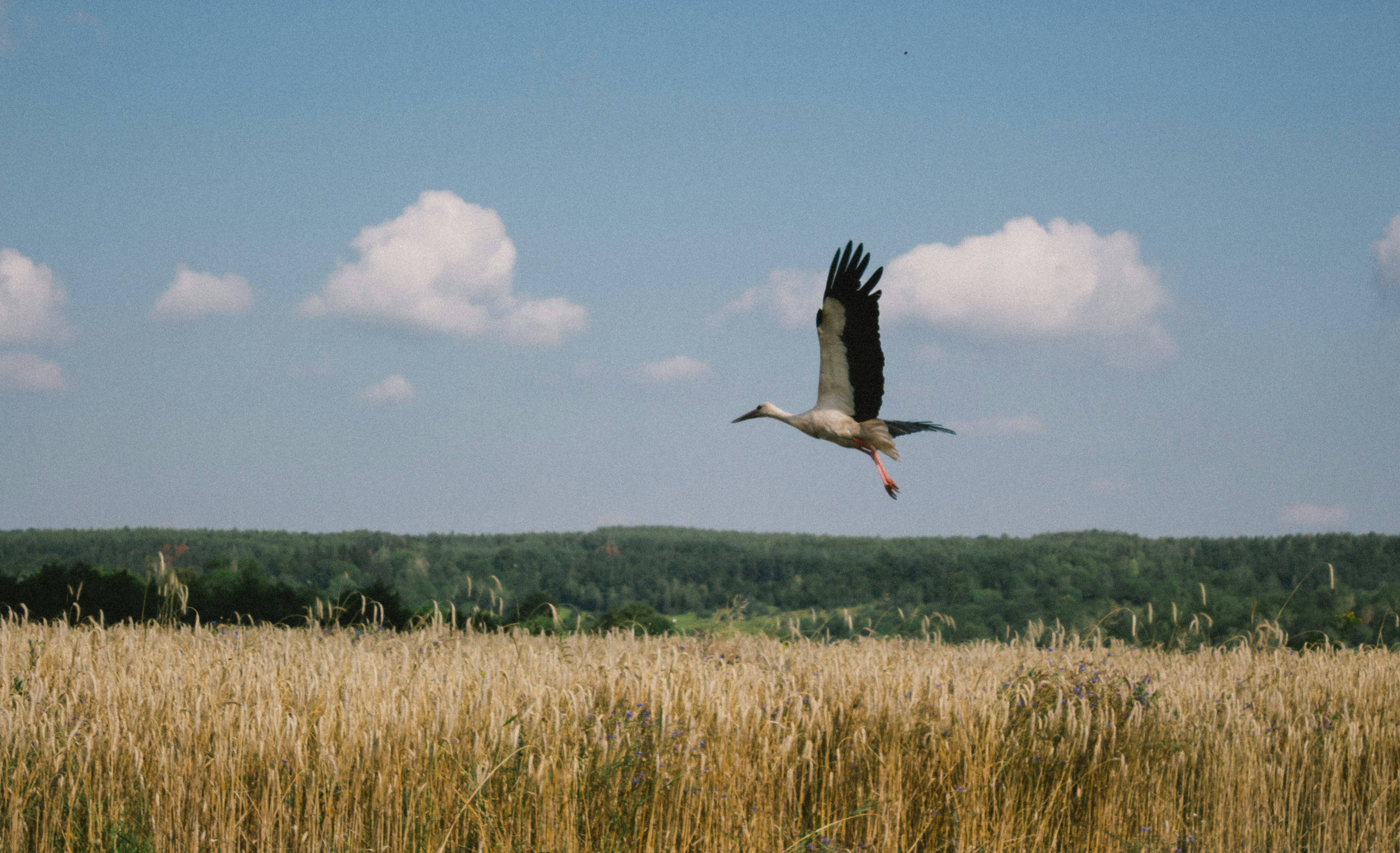 Photo by viktorsmoliak