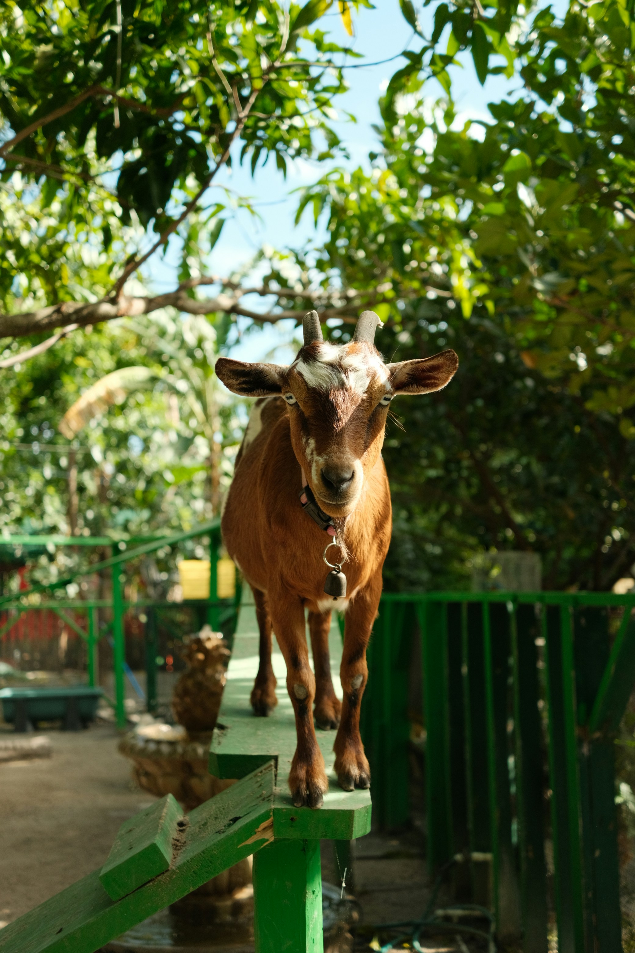 A brown cow standing on top of a green rail