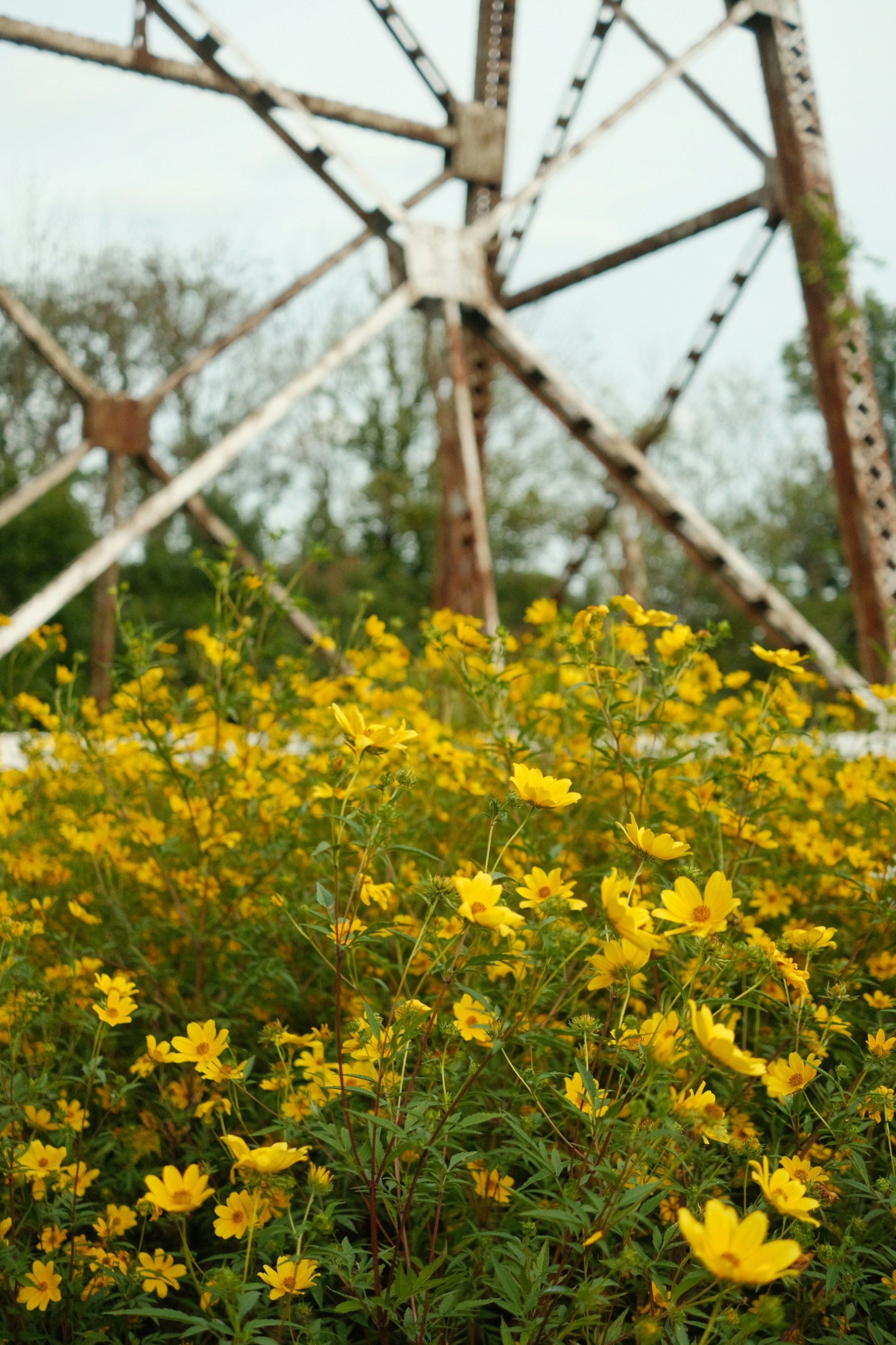 A field of yellow flowers next to a power line