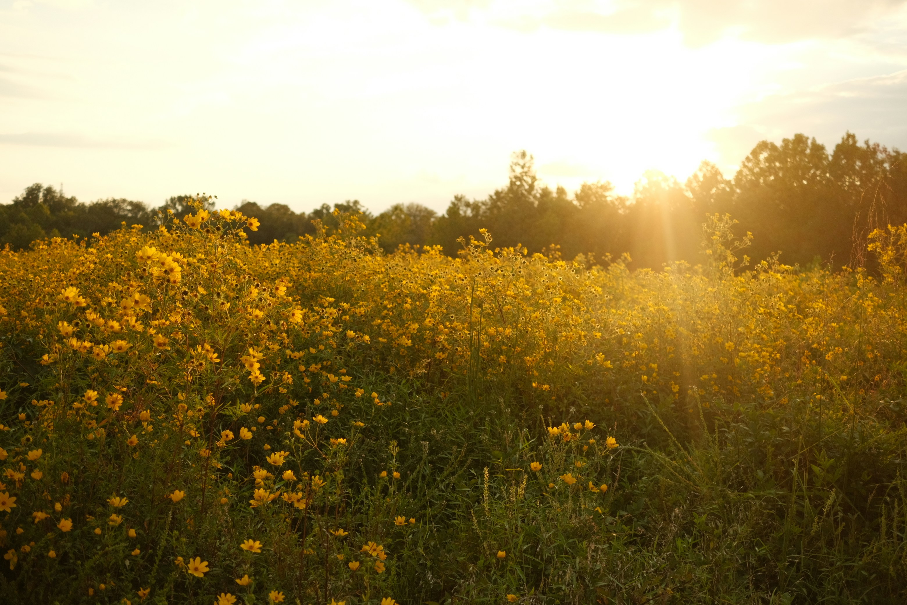 A field of yellow flowers with the sun in the background