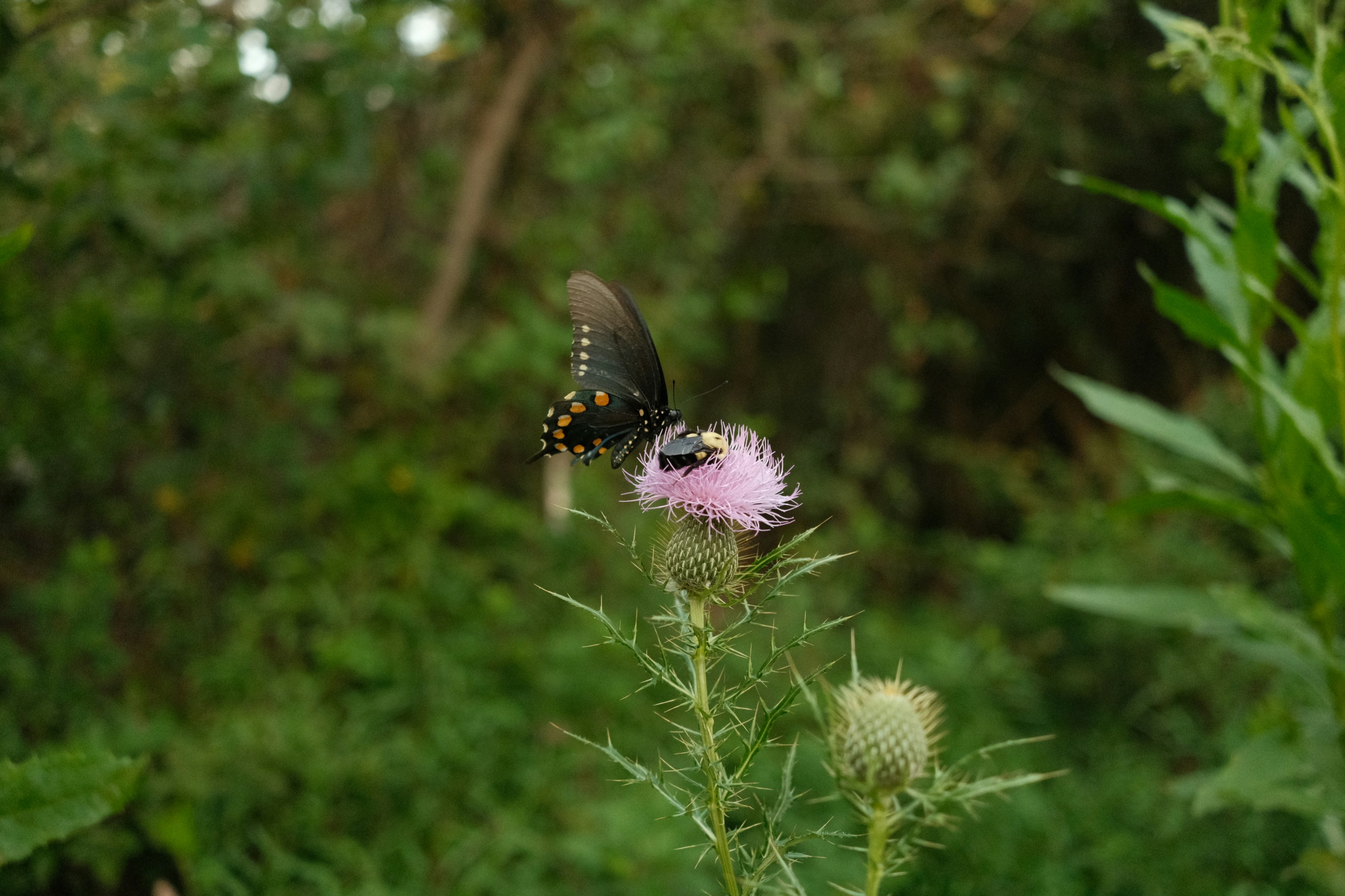 A butterfly sitting on top of a pink flower