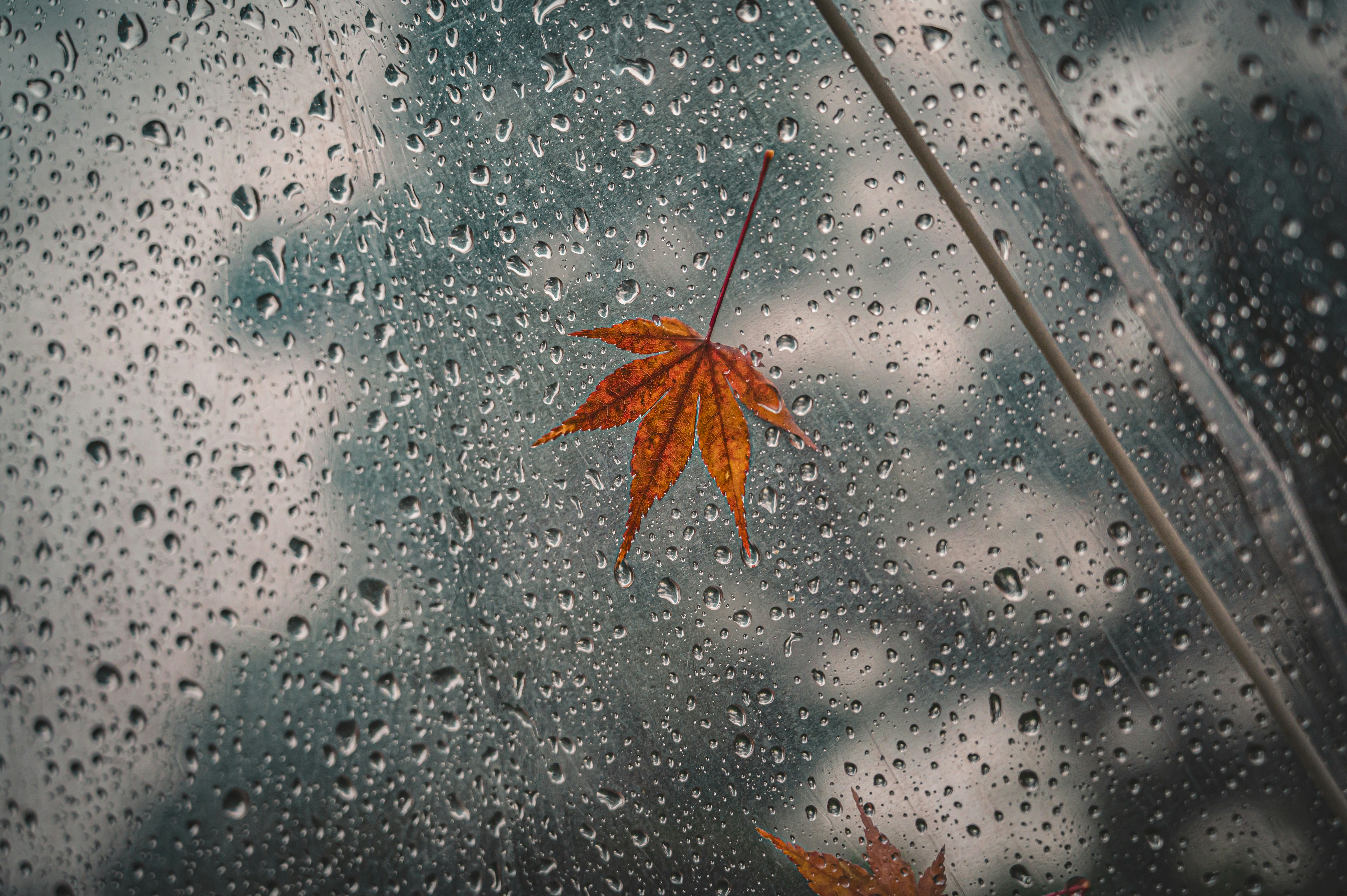 A maple leaf on an umbrella, symbolizing autumn rain.