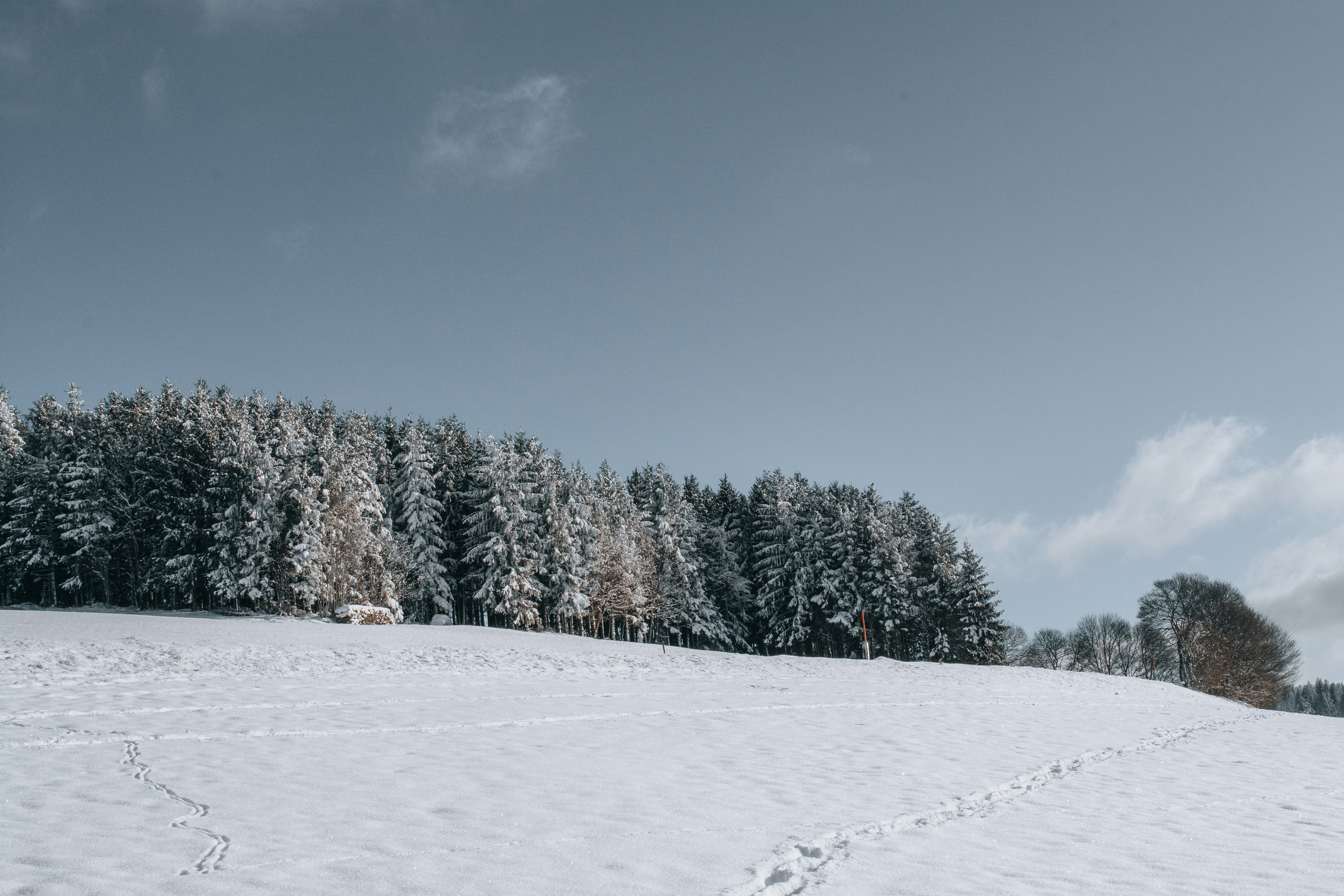 A serene winter landscape with a blanket of snow covering an open field, leading to a dense forest of snow-dusted evergreens under a crisp blue sky. Gentle footprints weave through the pristine white, evoking solitude and tranquility.