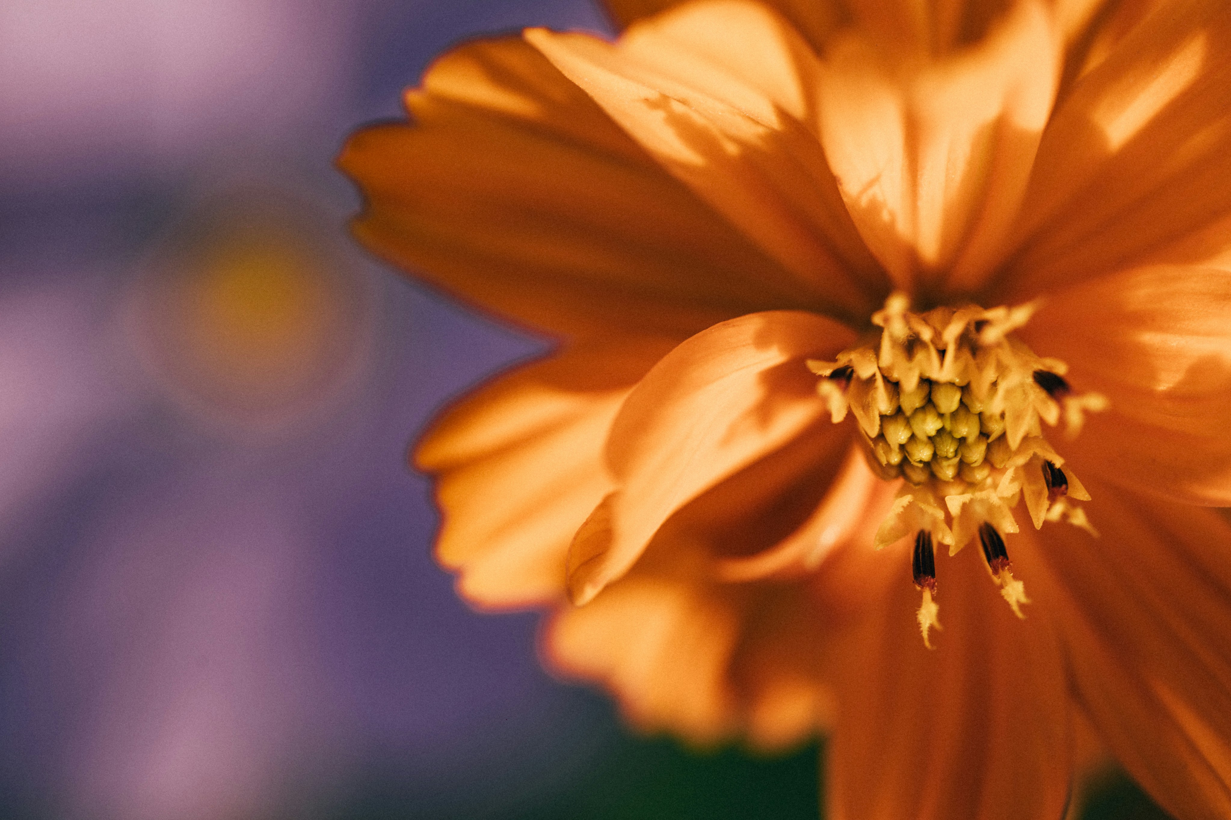 Photo by tsuyoshikozu