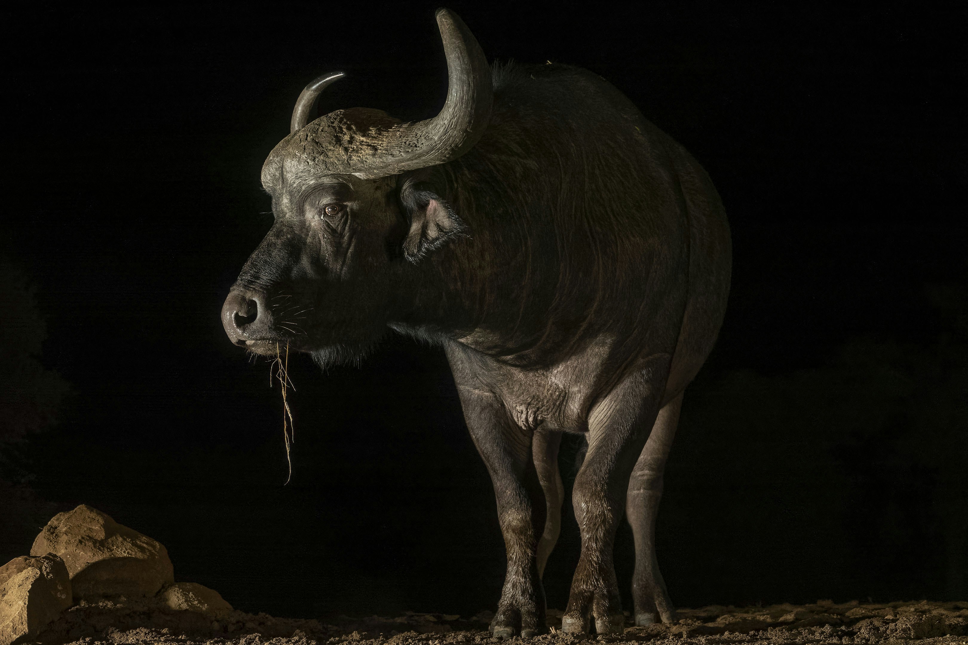 A large animal standing on top of a dirt field