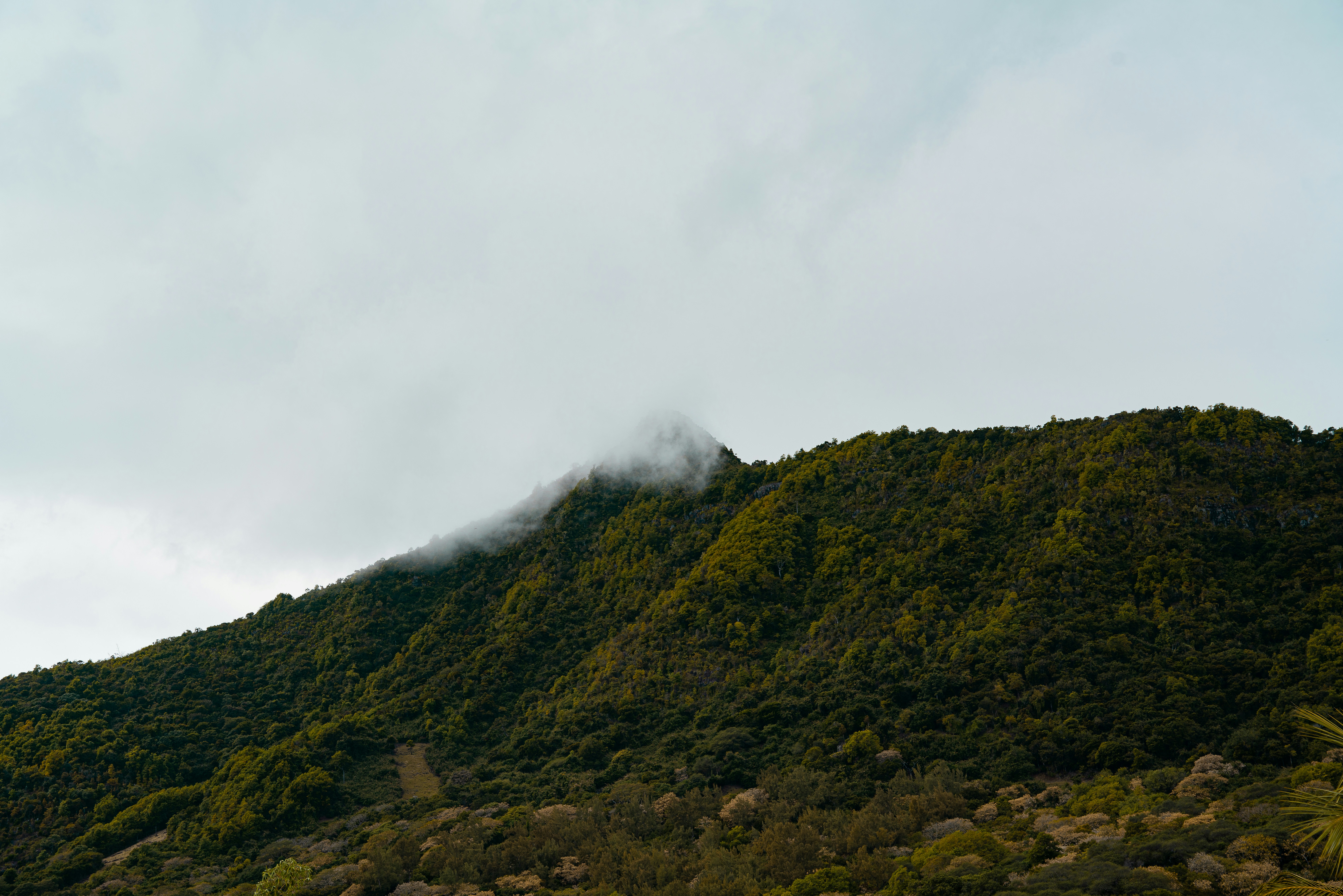 A mountain with a few trees on top of it