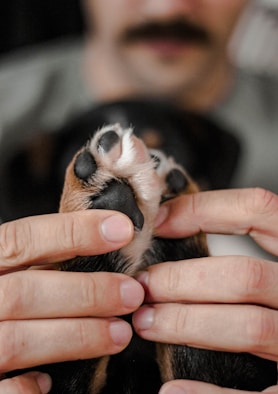A man holding a small dog's paw in his hands