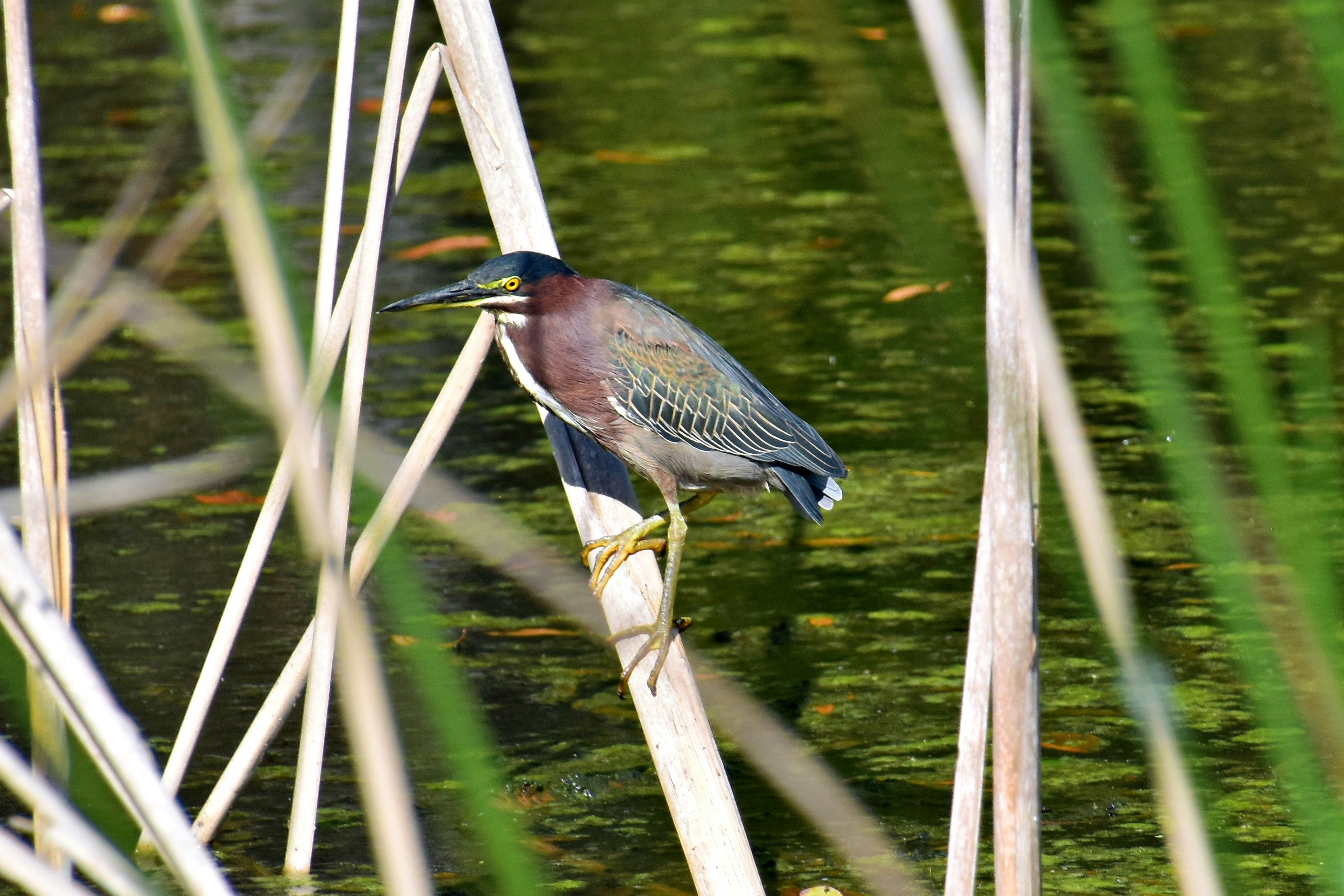 A bird is perched on a branch in the water