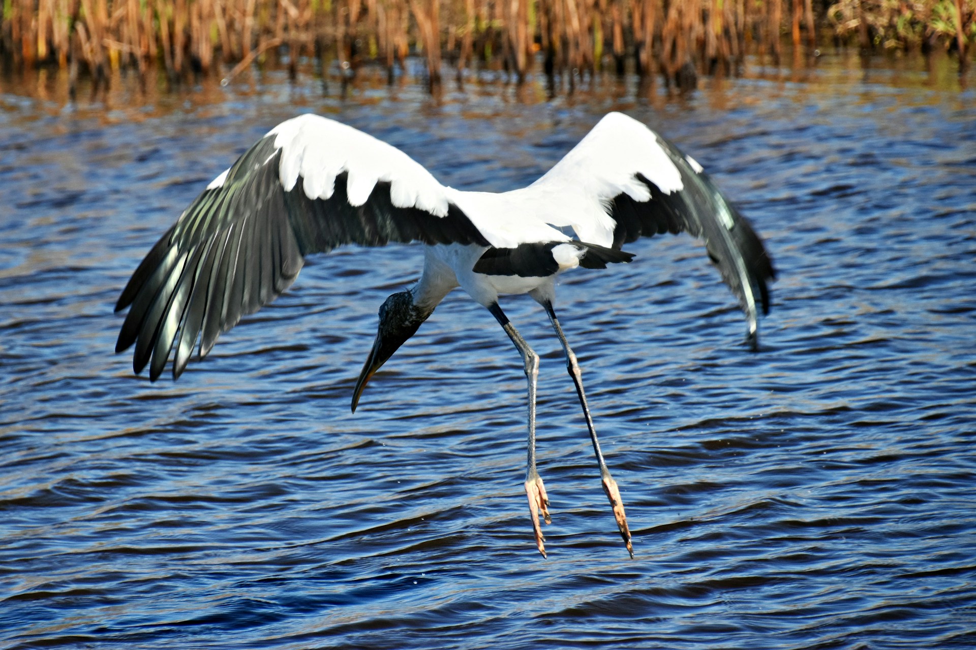A large bird flying over a body of water
