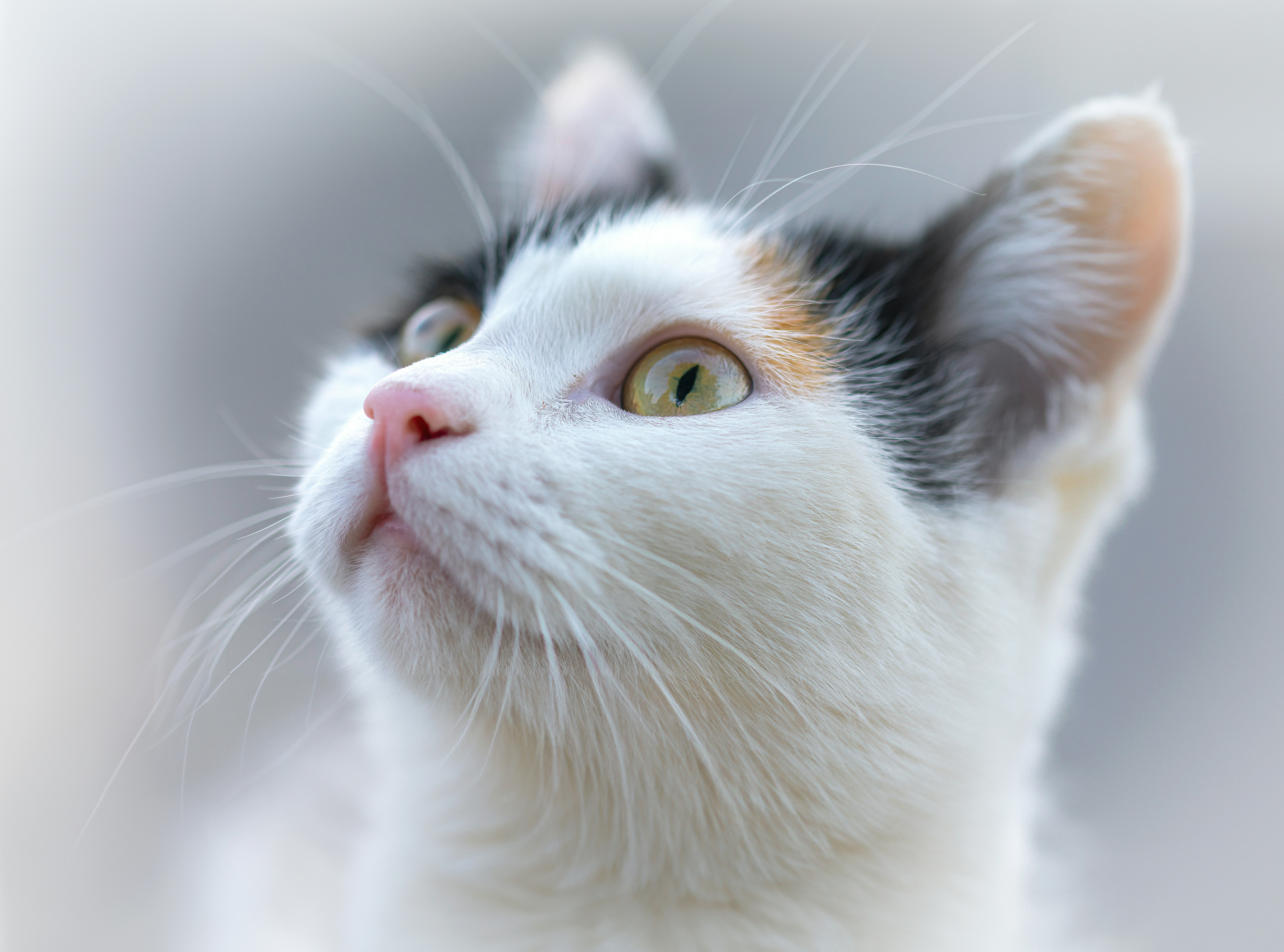 Featured image of post claude-code