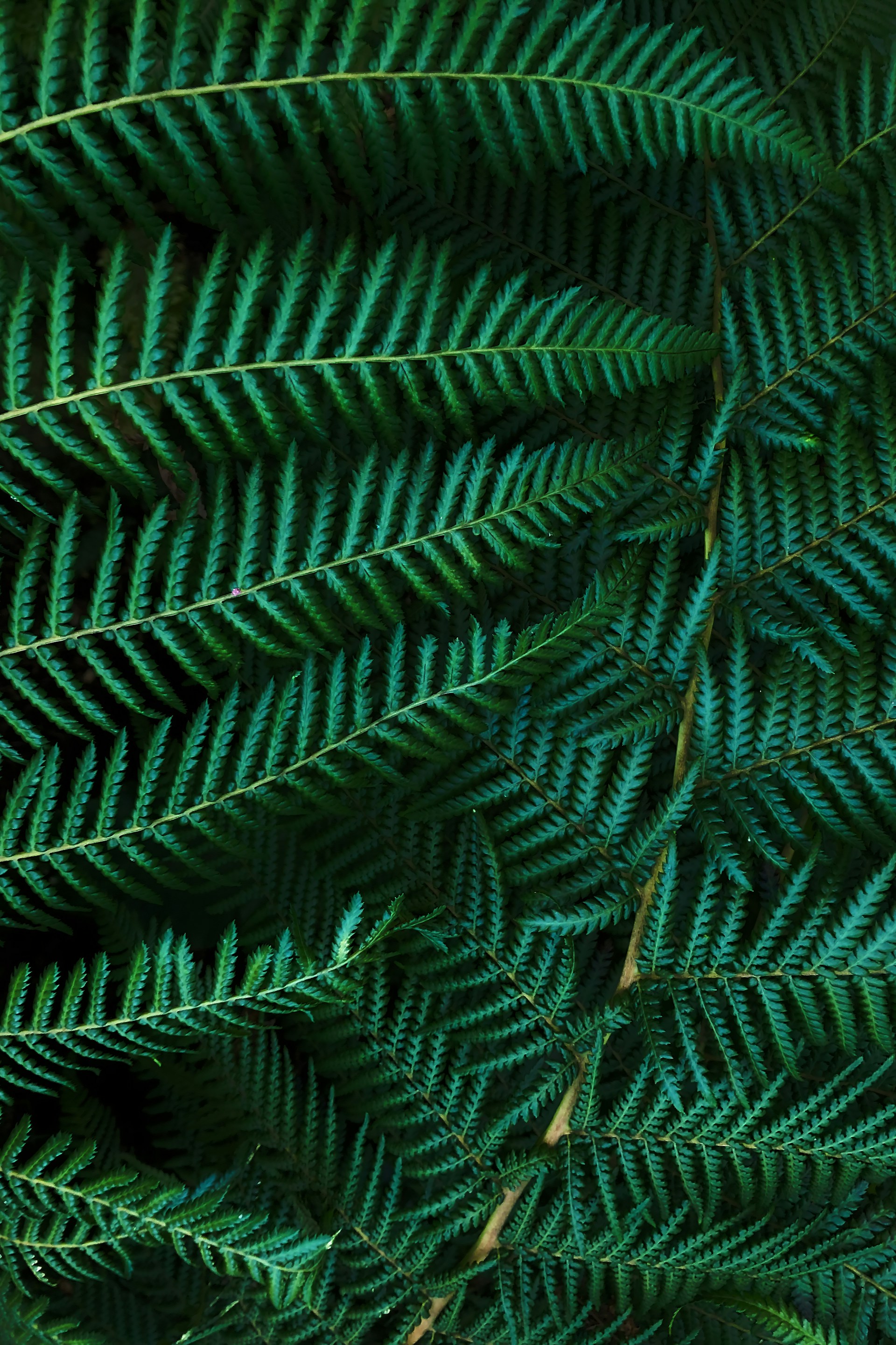 A close up of a green plant with lots of leaves