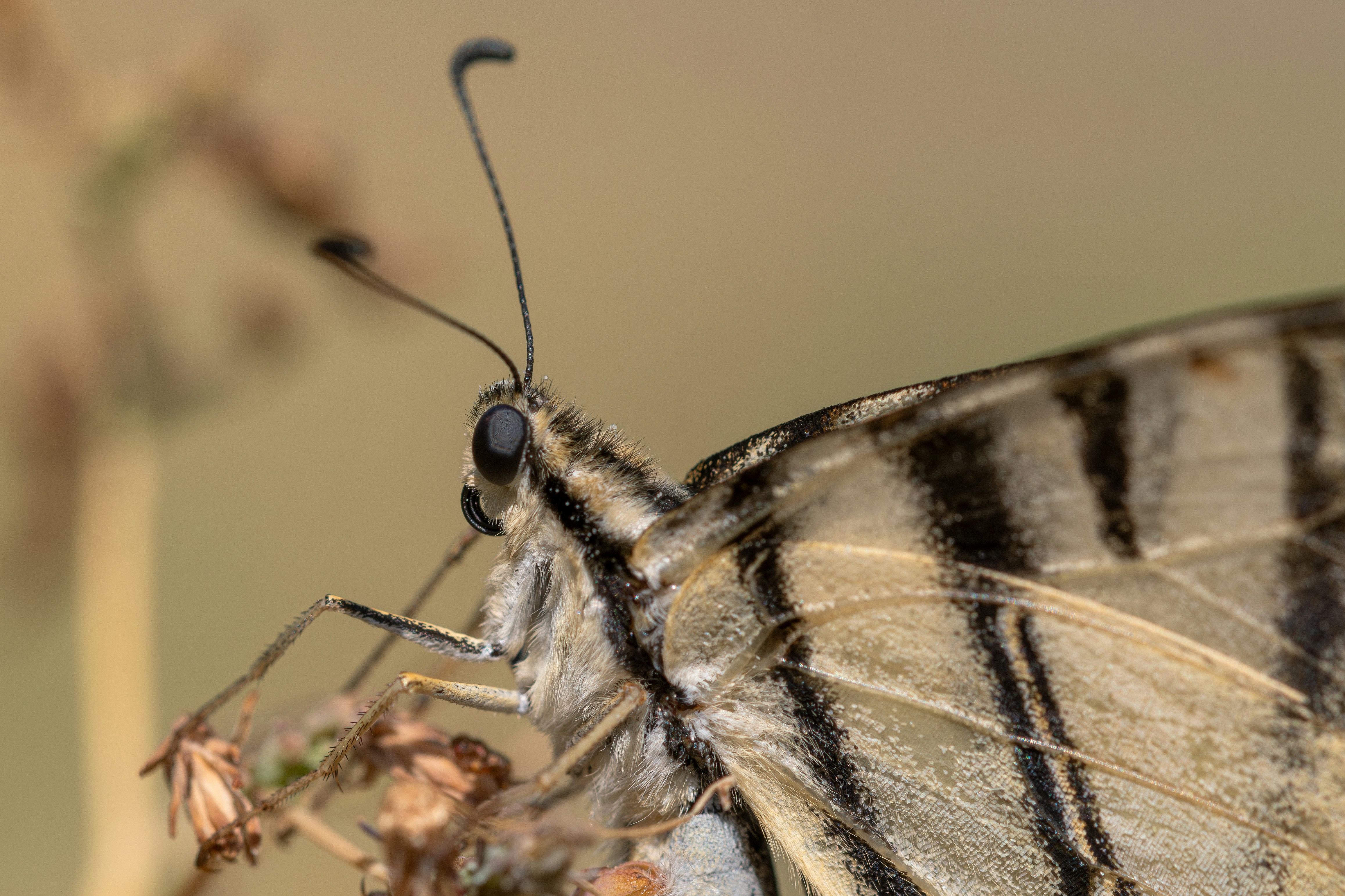 Un gruppo di farfalle zebrate a terra foto – Immagine gratis di Animali su  Unsplash, image size:3000x2000