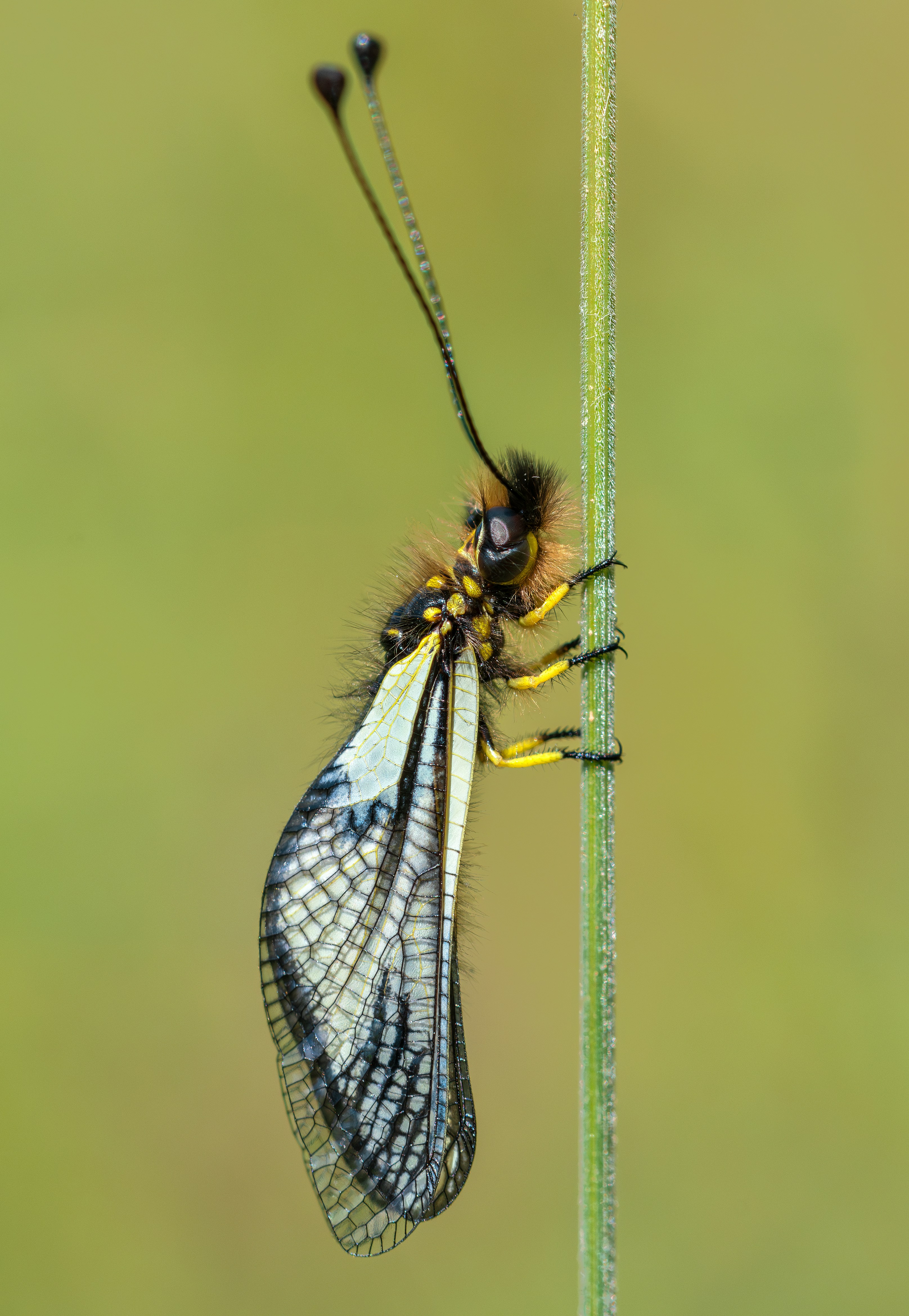 Un primo piano di un insetto su una pianta