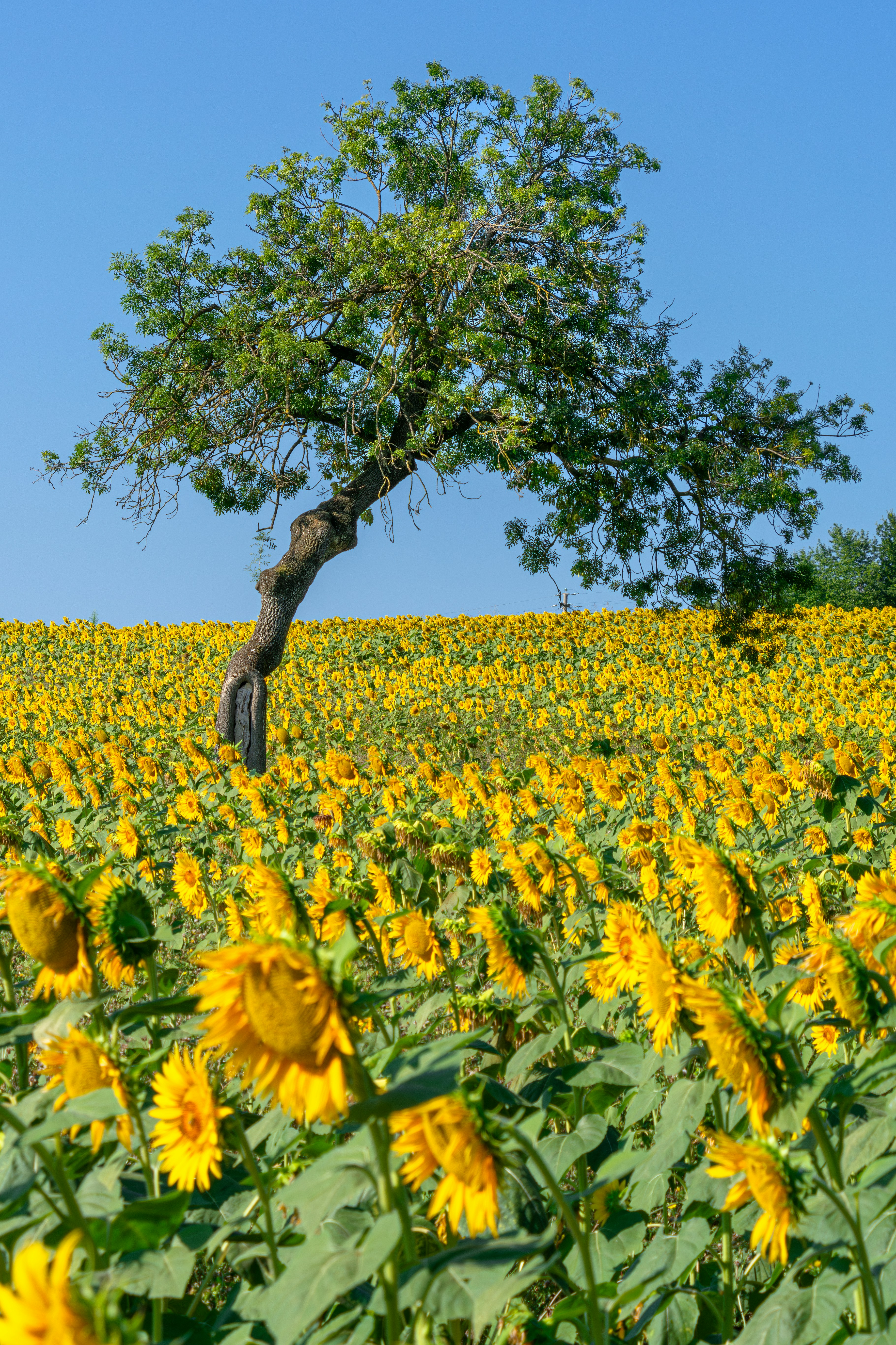A sunflower field with a tree in the middle photo – Free Flower Image ...