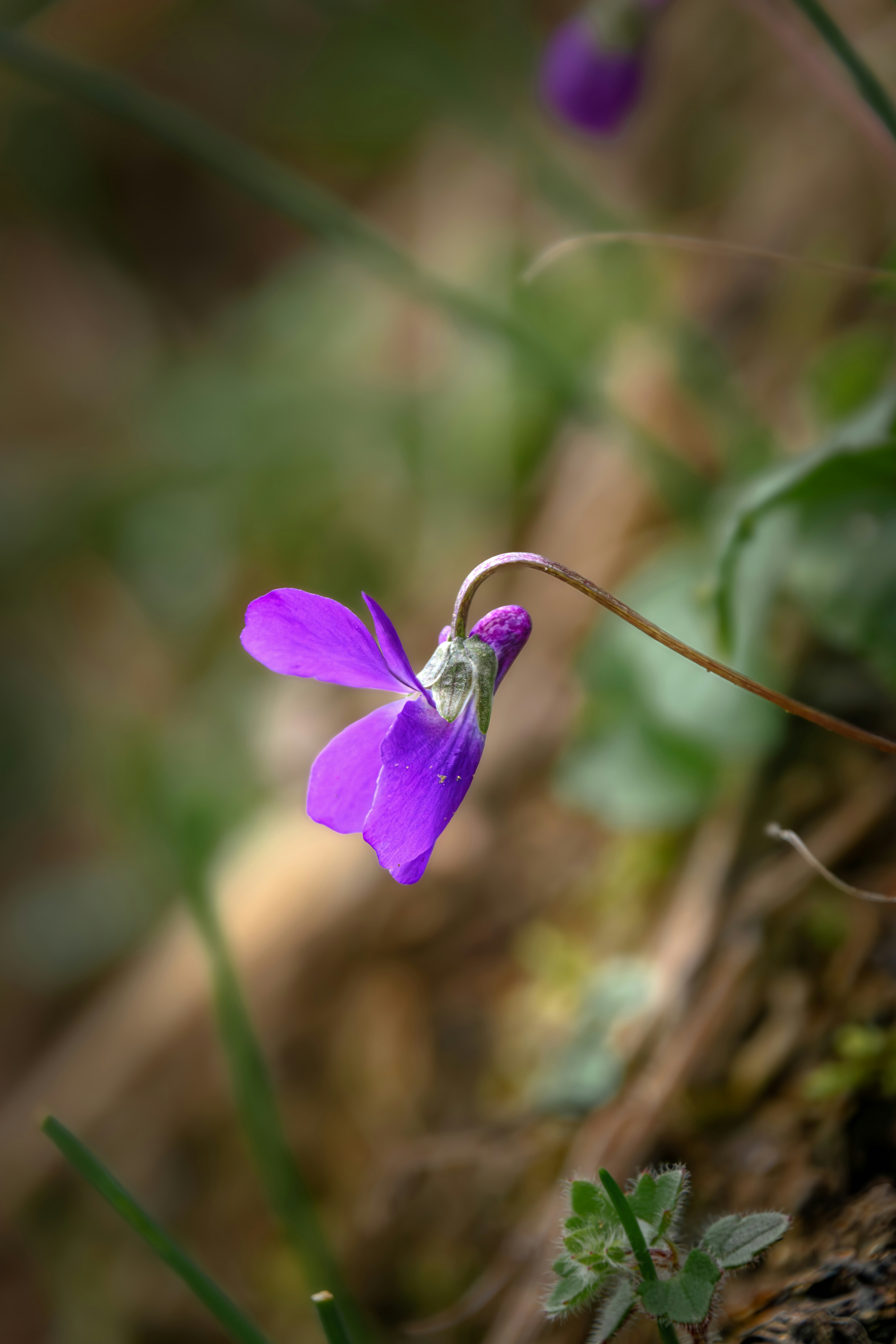 Photo by lollo2025