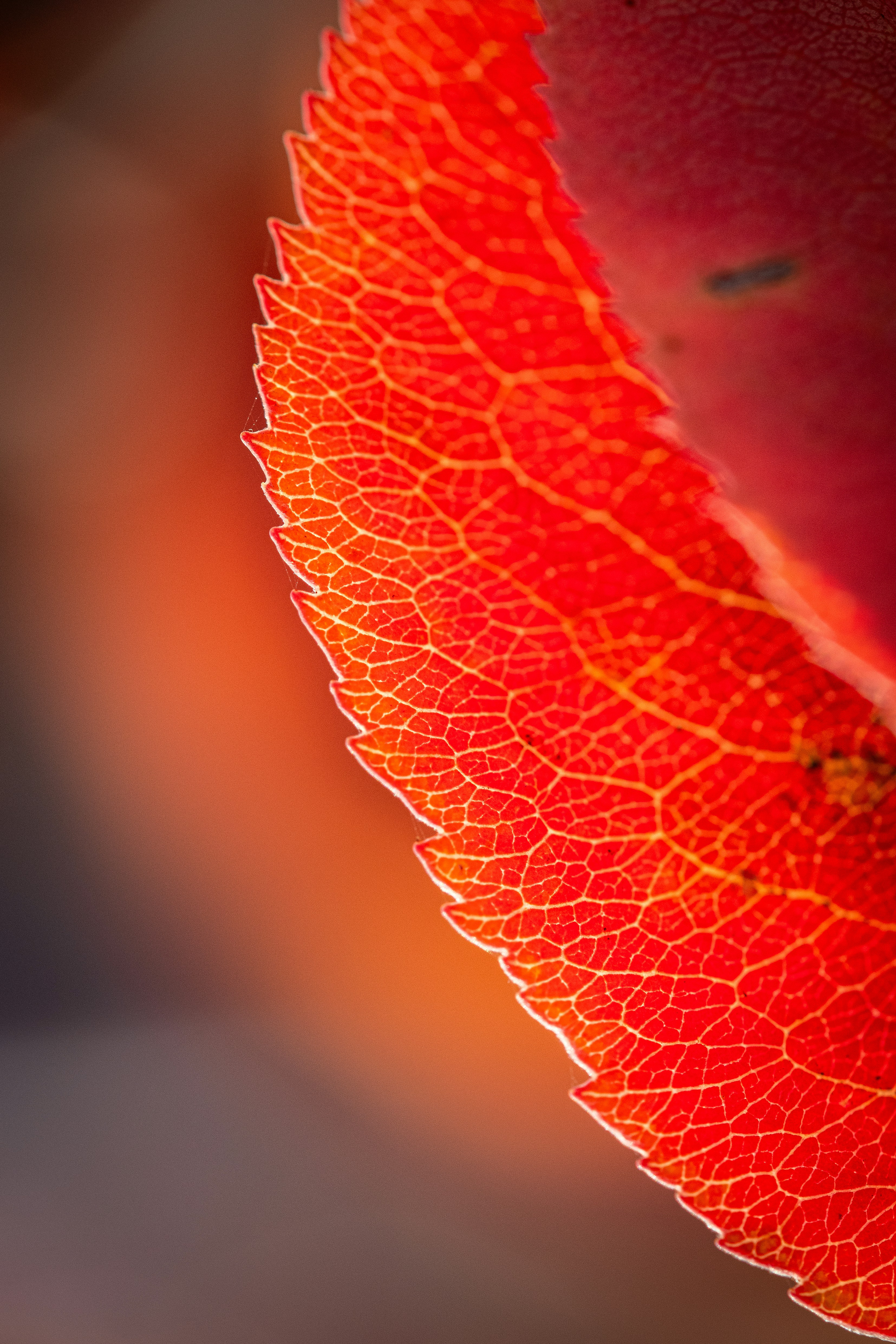 Photo by lollo2025
