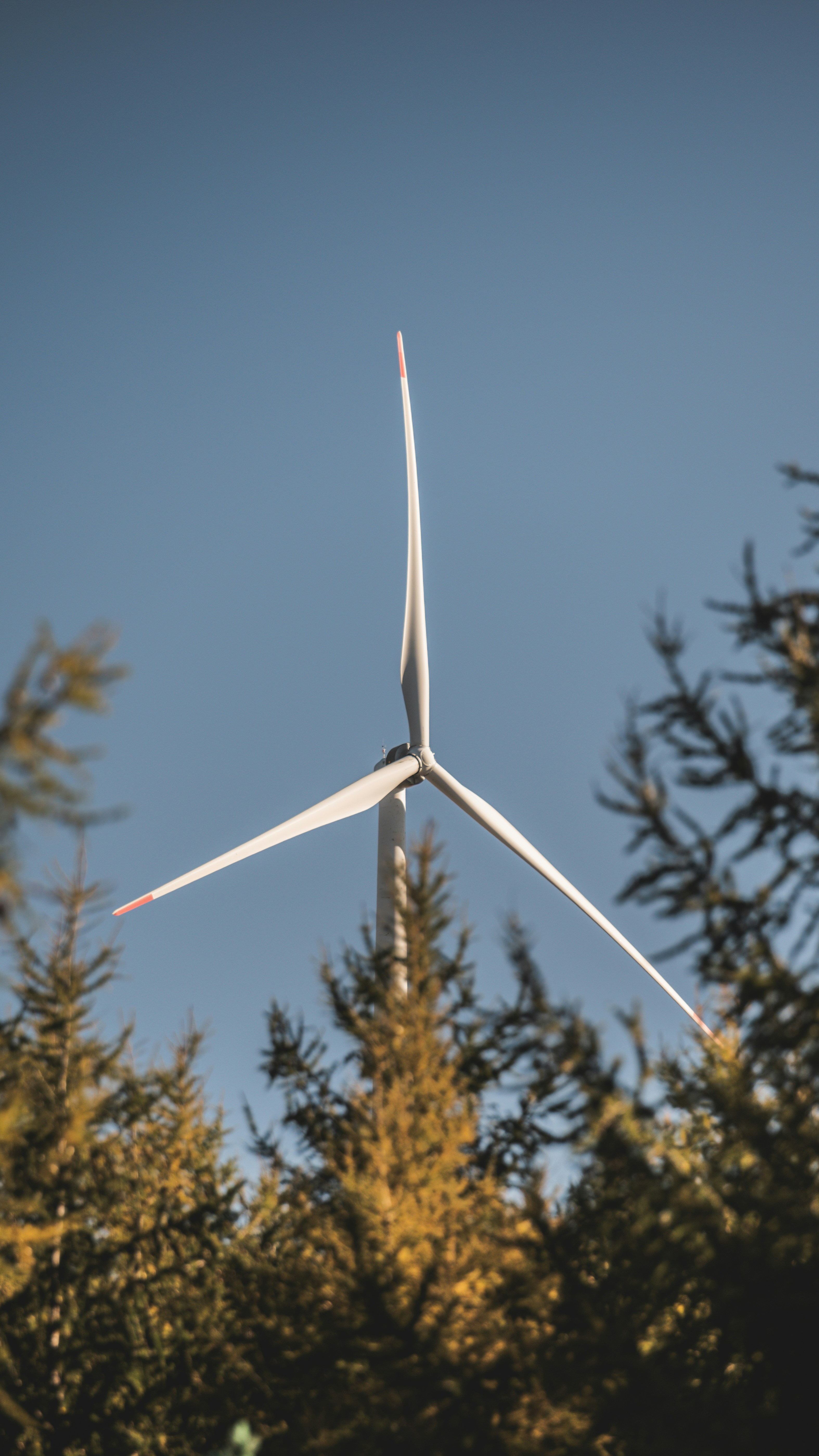 Una turbina eólica se ve a través de los árboles