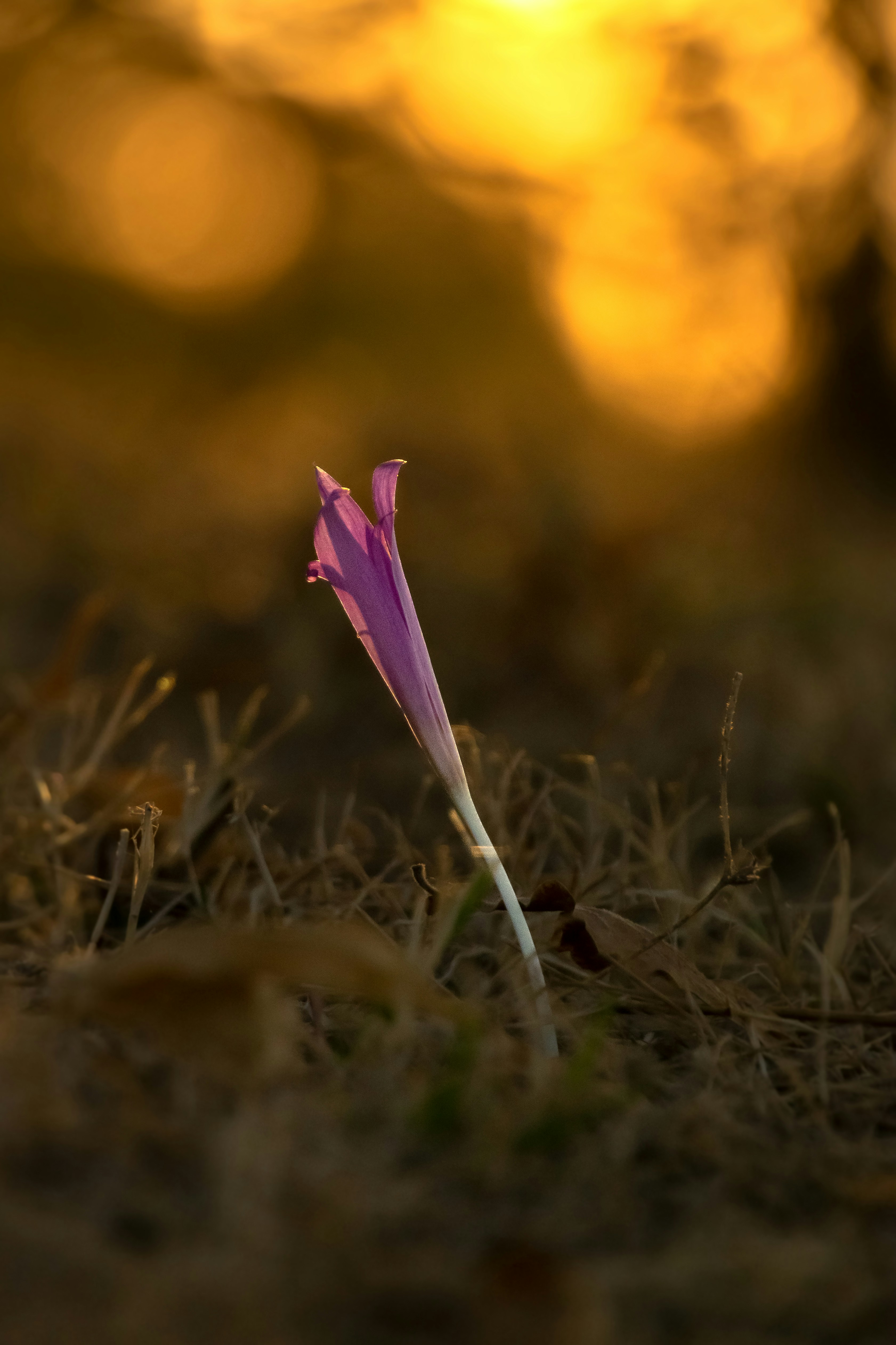 Photo by lollo2025