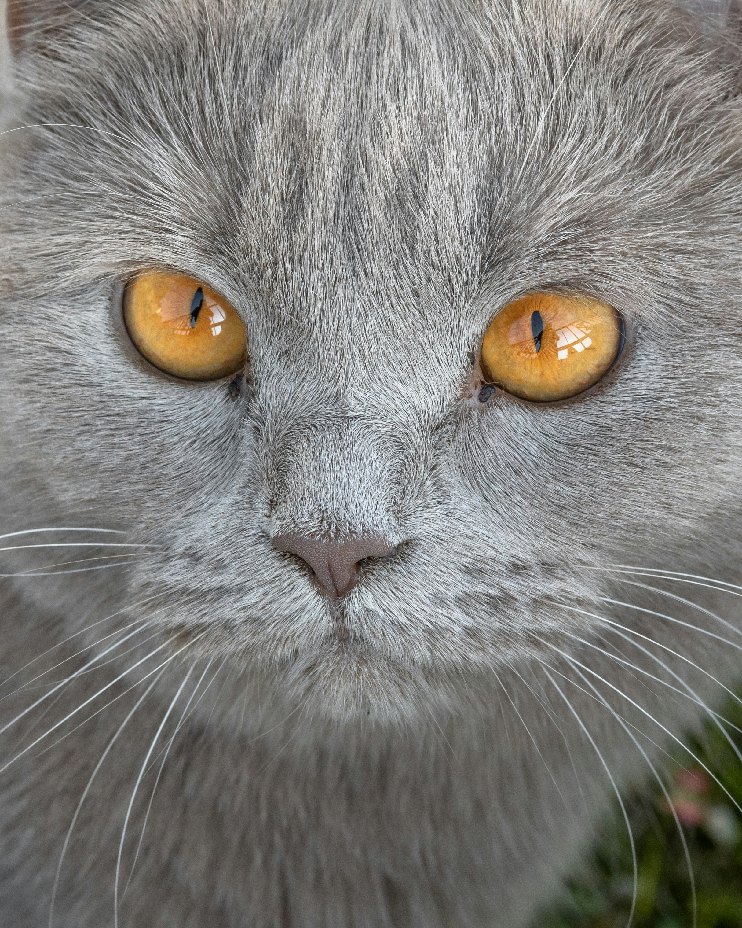A gray cat with yellow eyes looking at the camera