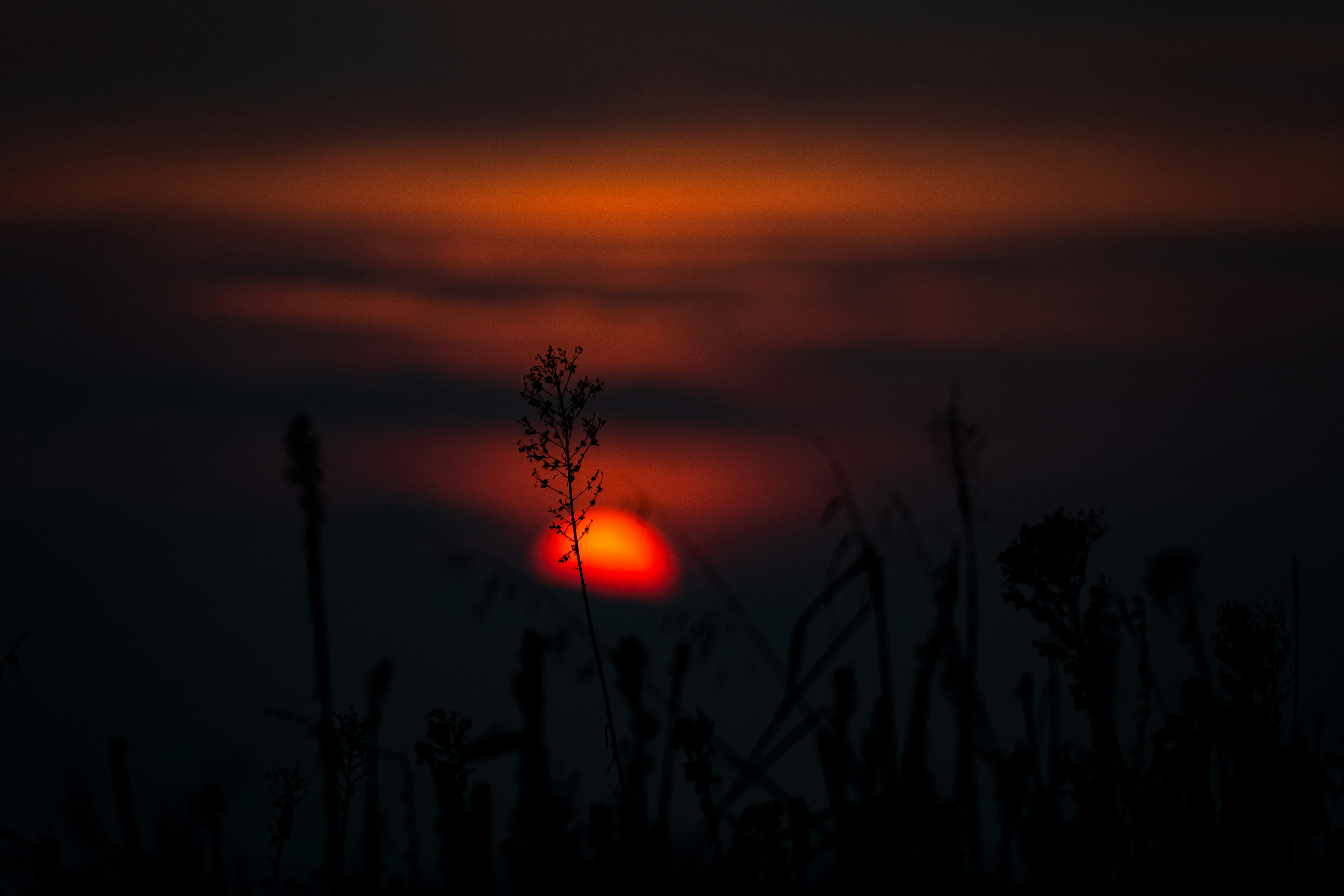 The sun is setting over a field of tall grass