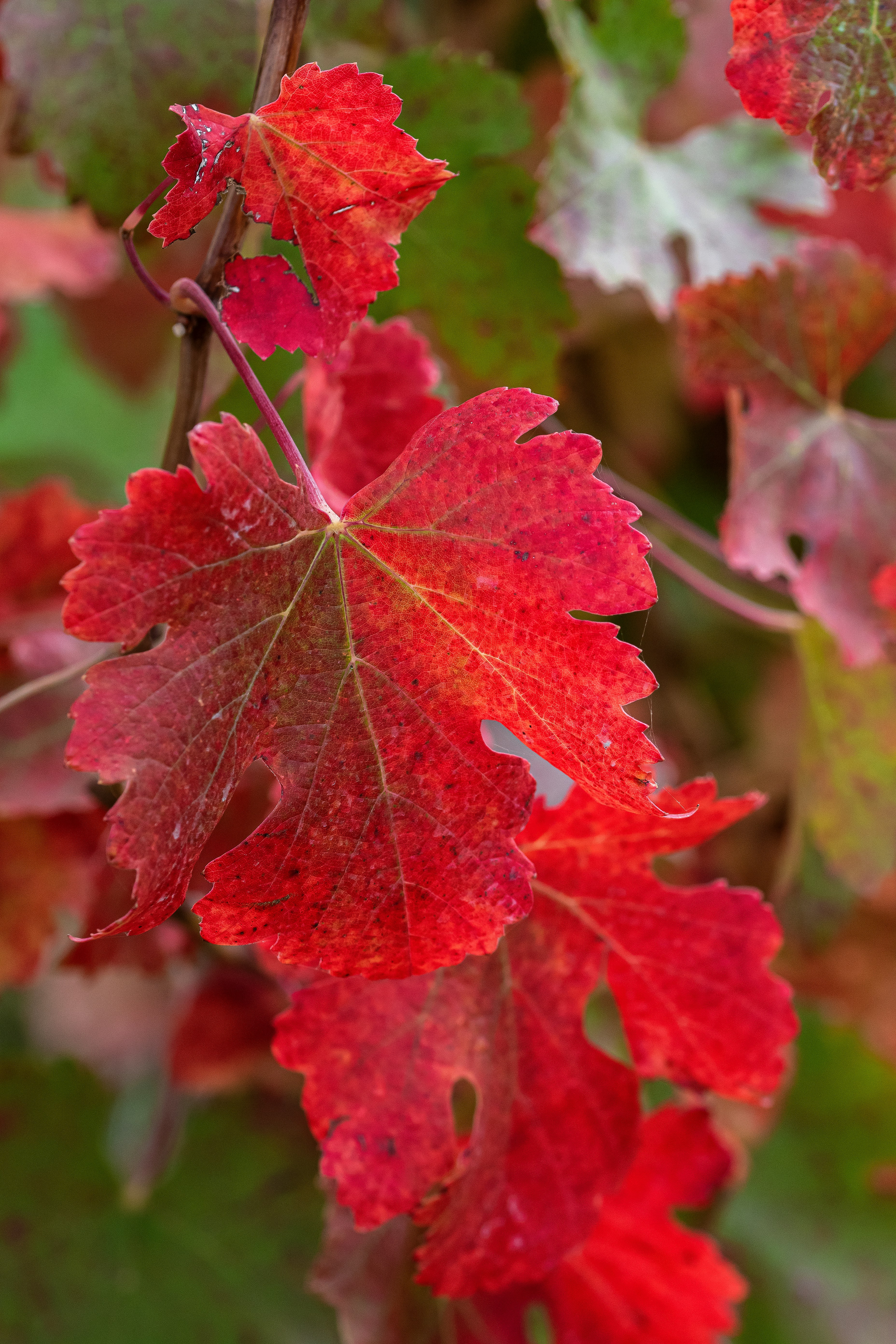 A close up of a red leaf on a tree