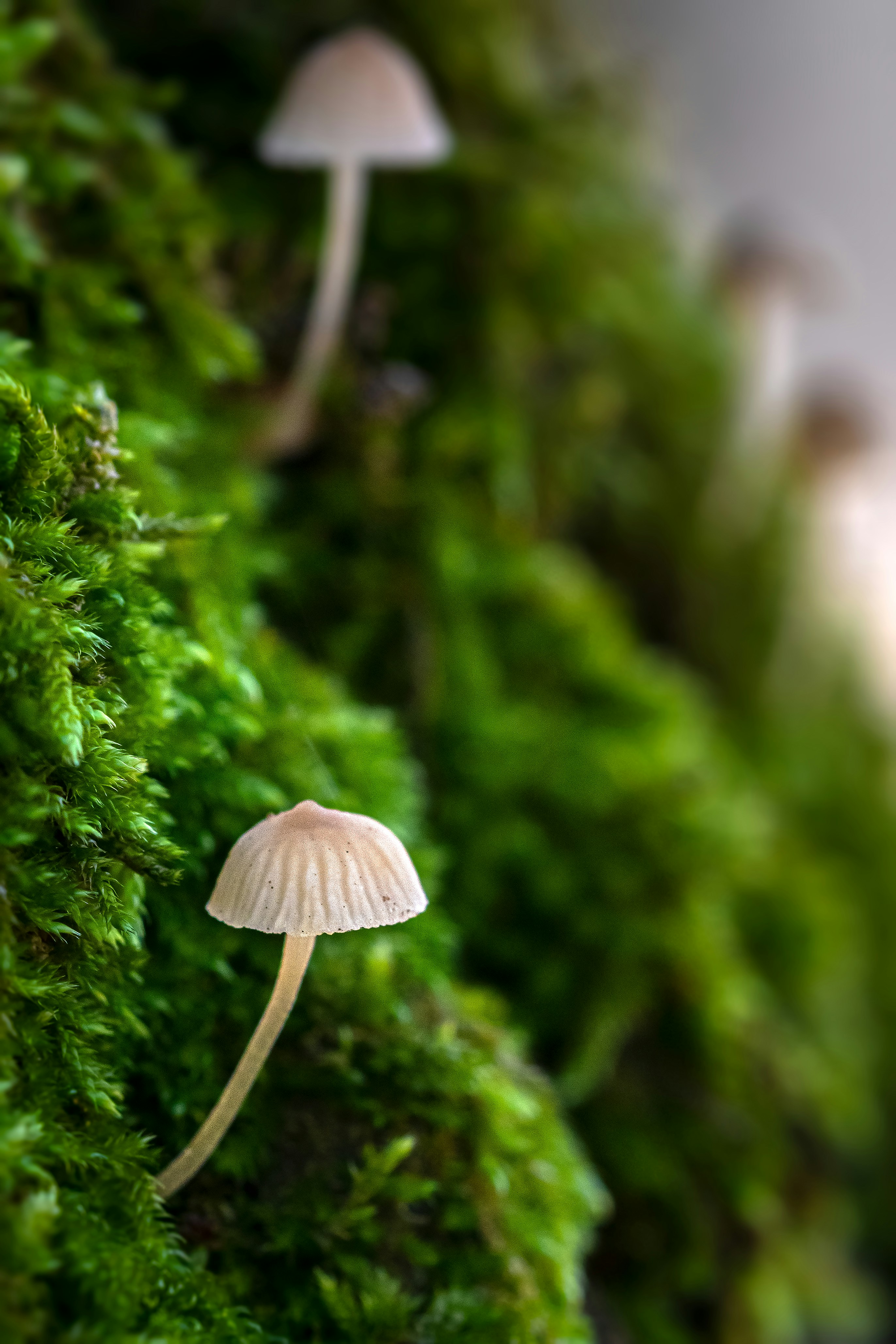 A group of mushrooms sitting on top of a moss covered wall