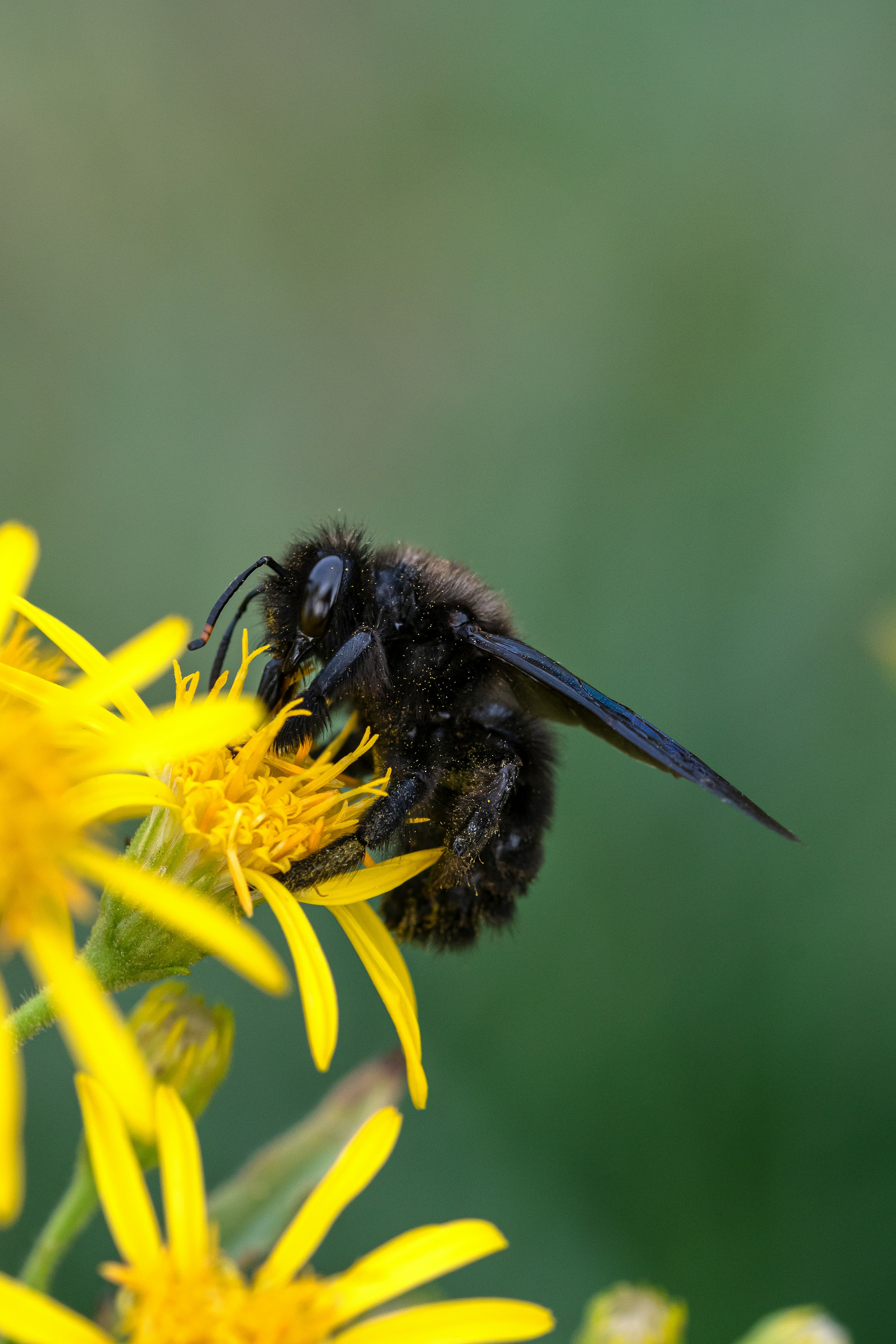 A bee that is sitting on a flower