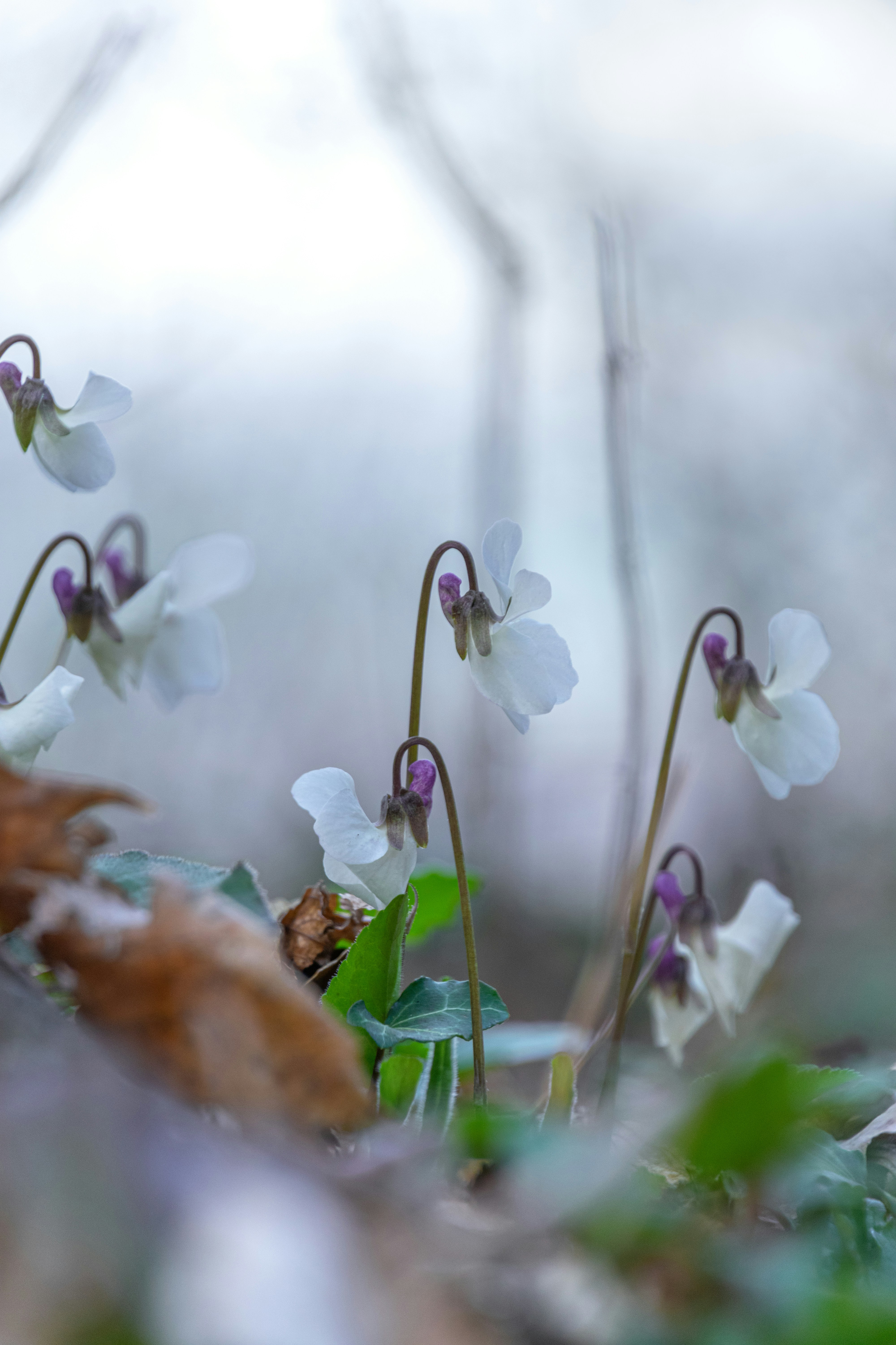 A close up of some white flowers in the grass