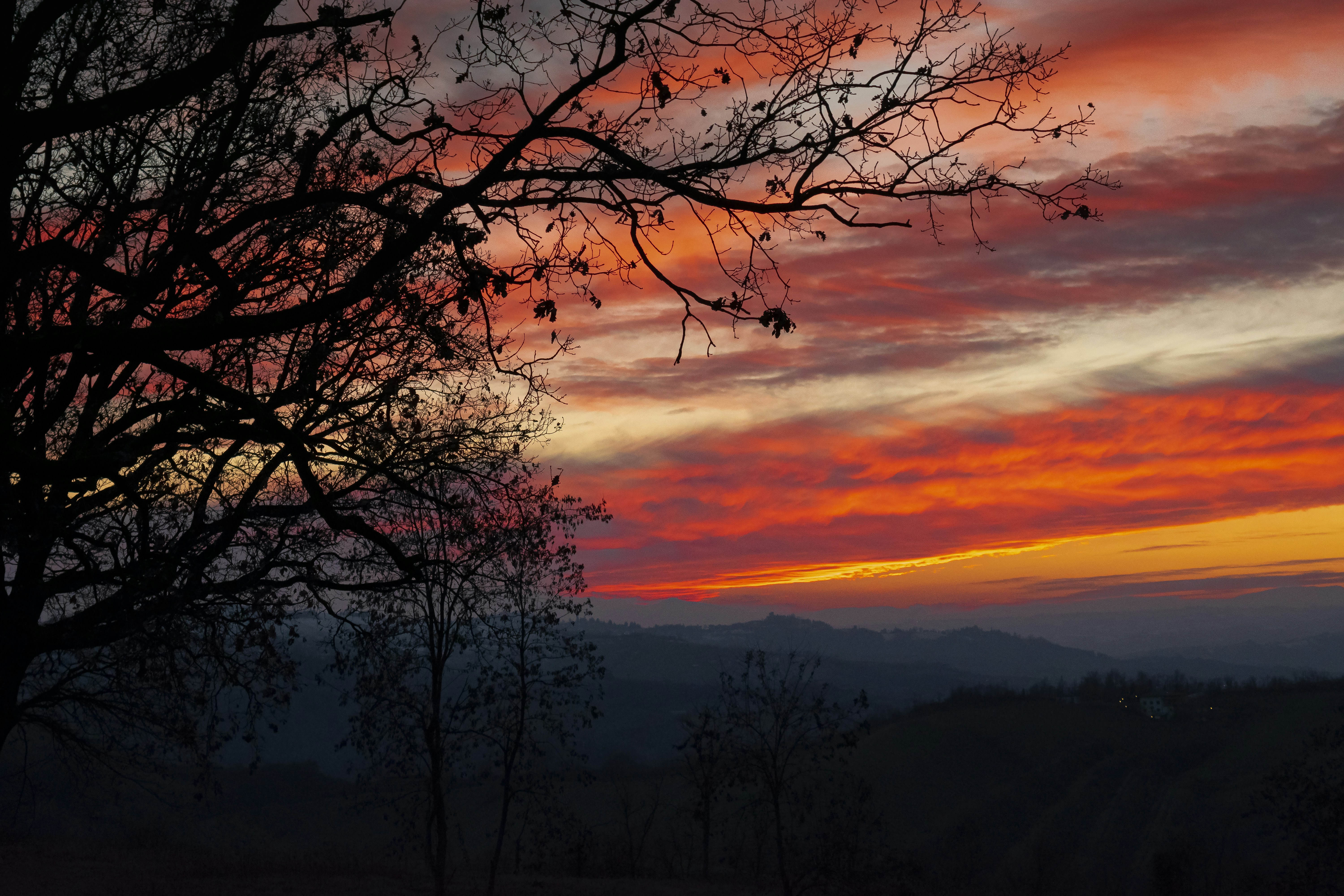 A tree with no leaves in front of a sunset