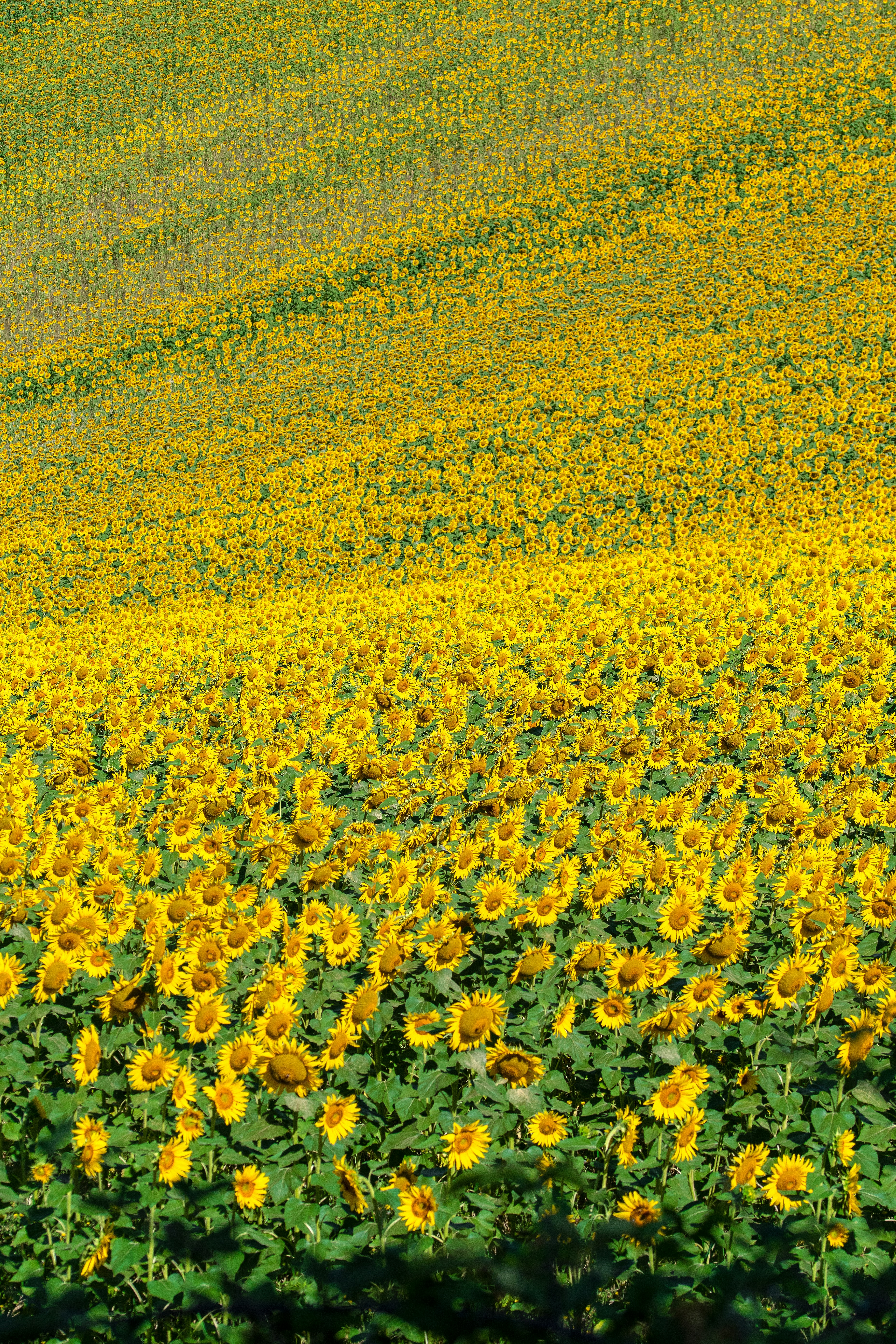 A large field of sunflowers on a sunny day
