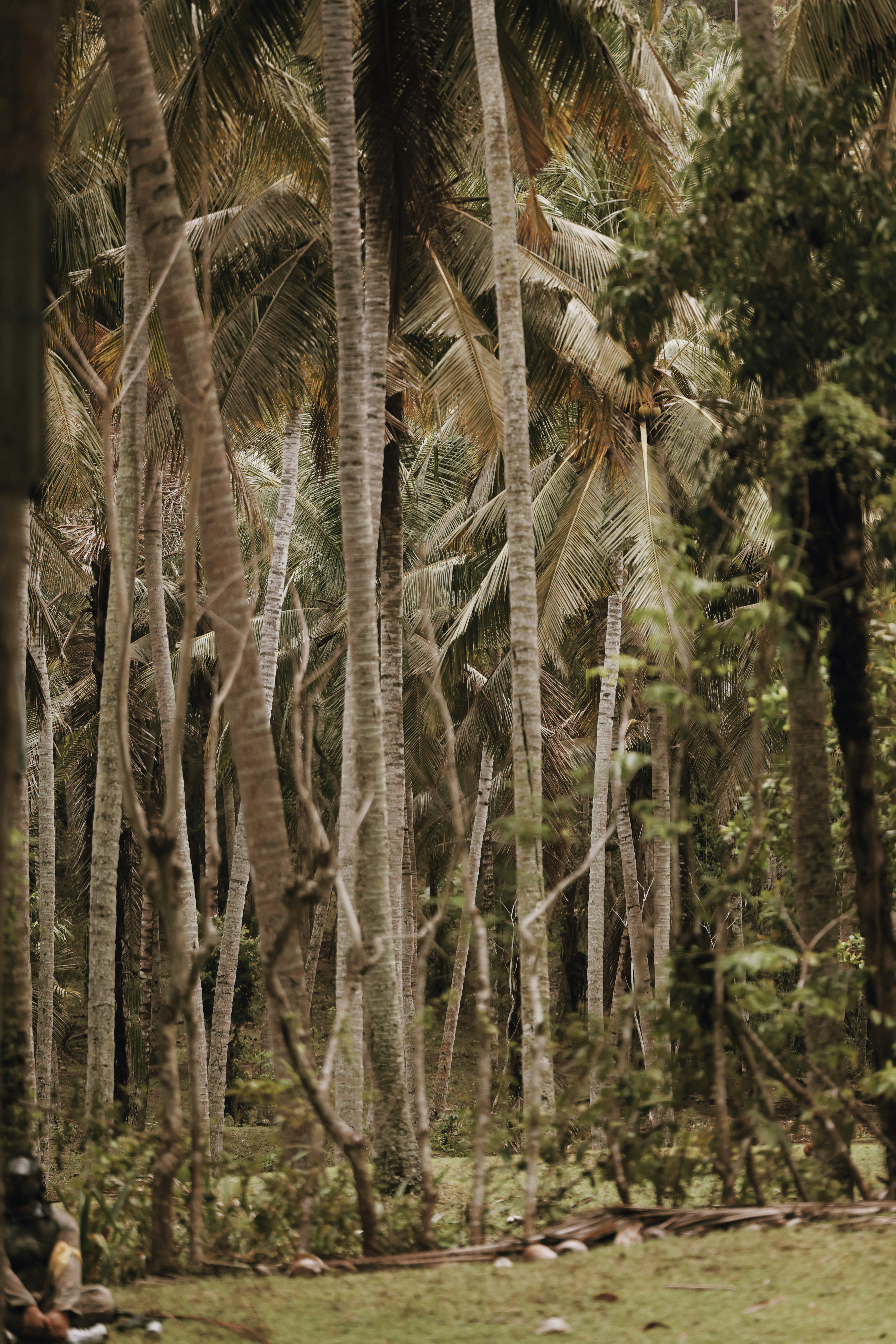 Un uomo che cavalca un cavallo attraverso una foresta verde lussureggiante